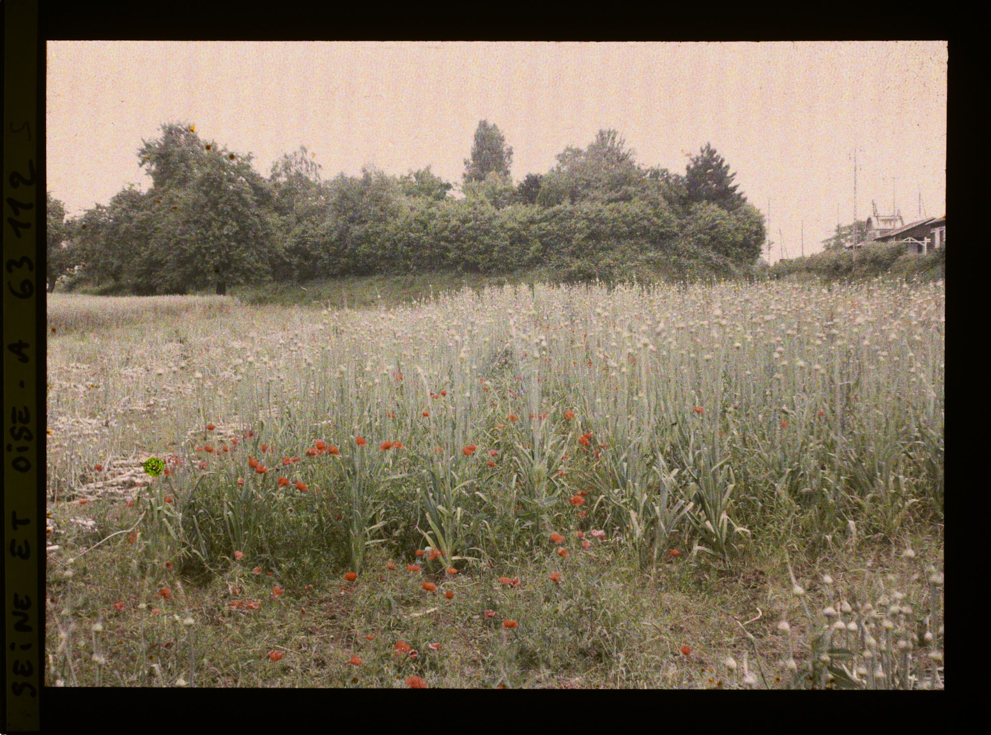 Image représentant Ile de France, Montsoult , Champ de poireaux Cultivés pour graines