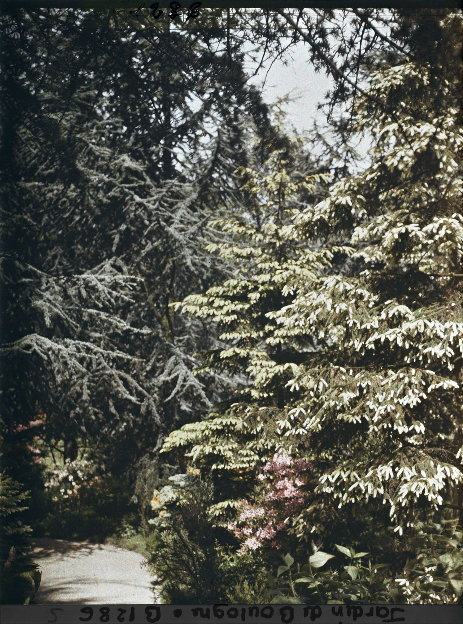 Image représentant La forêt dorée et la forêt bleue