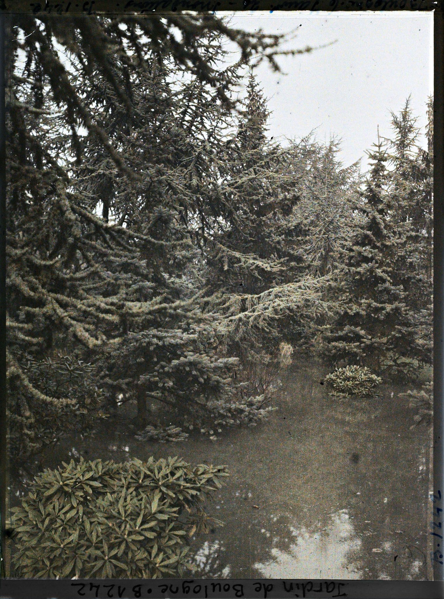 Image représentant la forêt bleue inondée