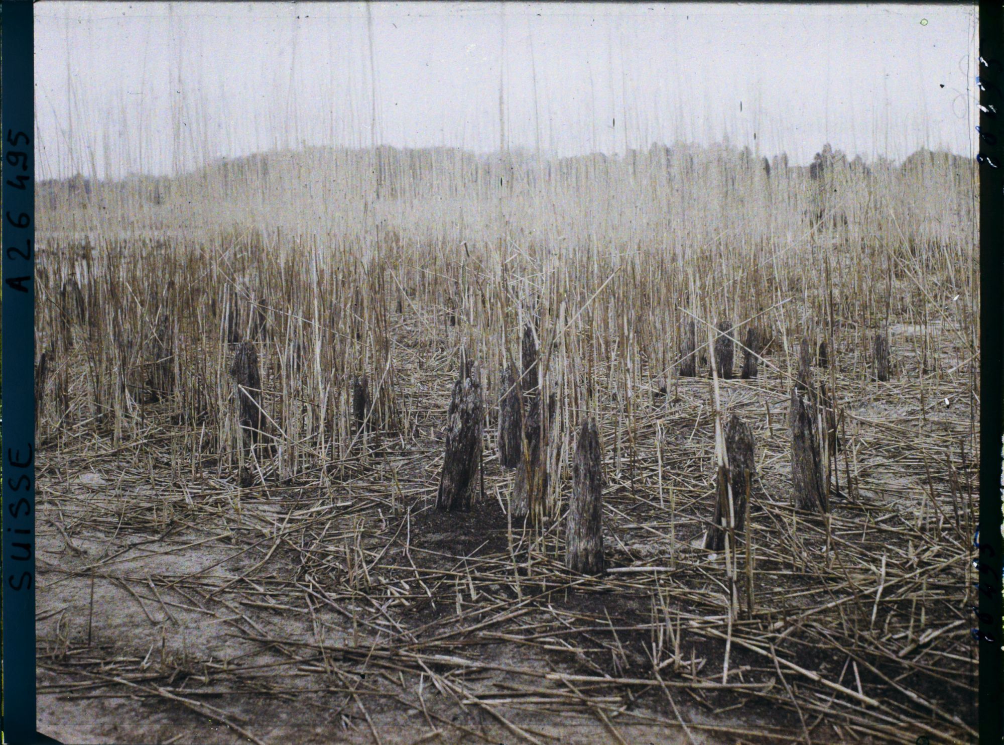 Image représentant Site palafittique préhistorique des Alpes, pieux en bois visibles lors de la baisse des eaux après la grande sécheresse de 1921