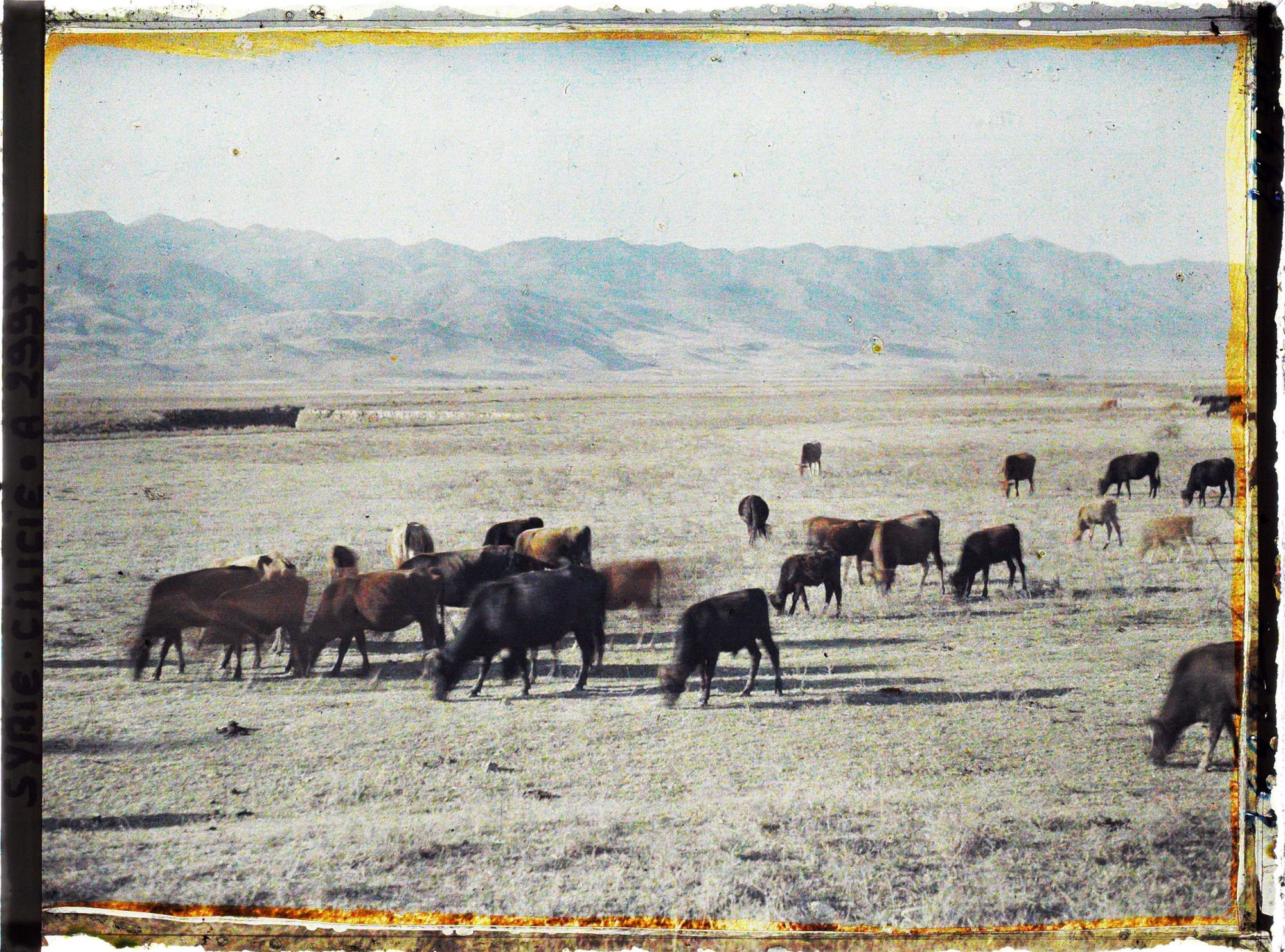 Image représentant Troupeau de bovins au pied du Jibal Al Amanos (Monts Amanus)