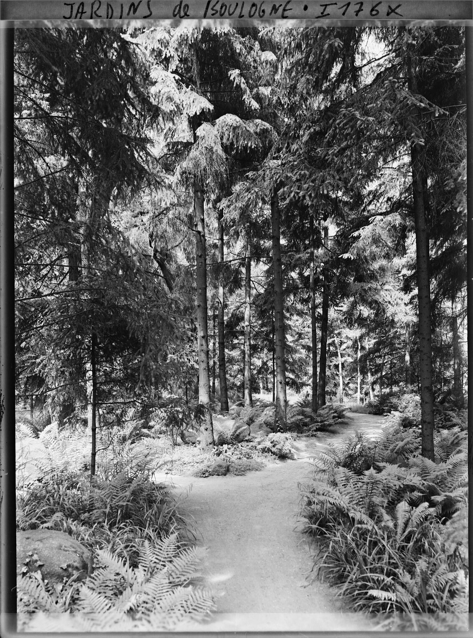 Image représentant La forêt vosgienne