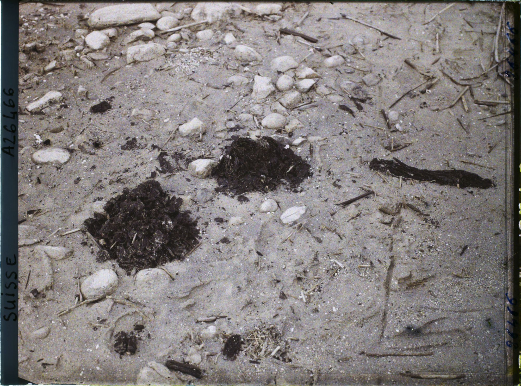 Image représentant Site palafittique préhistorique des Alpes, pieux en bois visibles lors de la baisse des eaux après la grande sécheresse de 1921