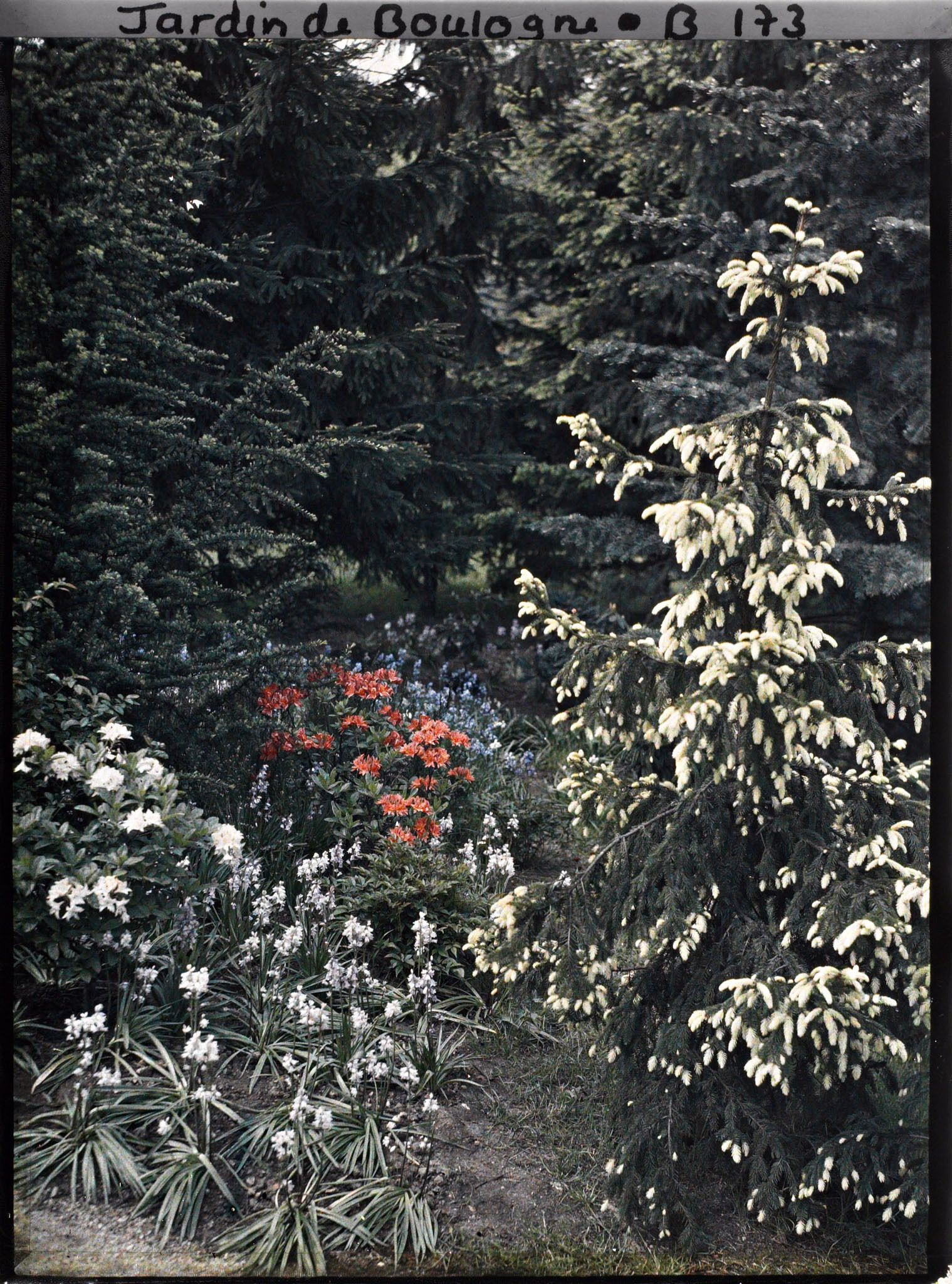 Image représentant Epicéas et parterre fleuri dans la forêt dorée