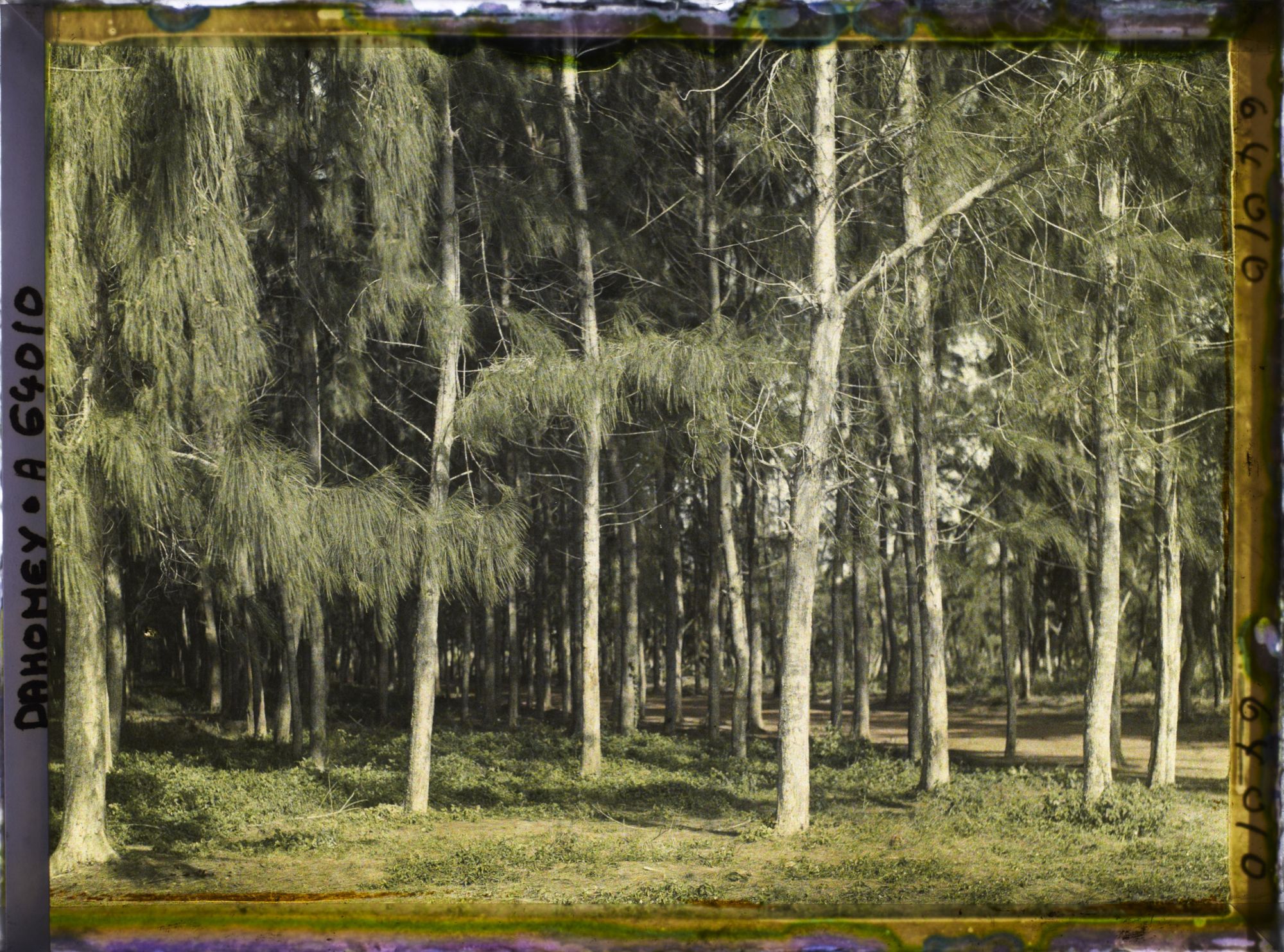 Image représentant Allée bordée de filaos