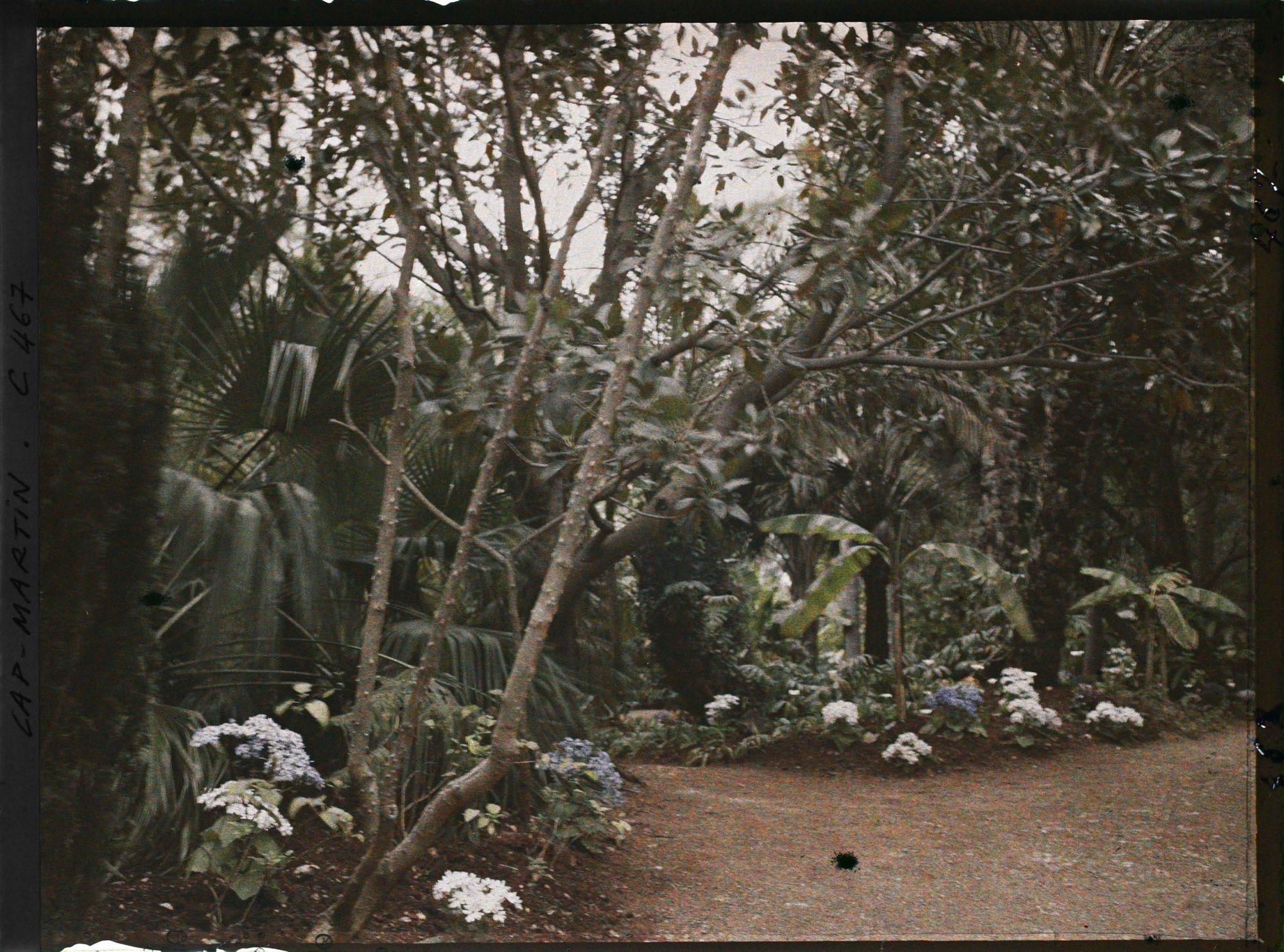 Image représentant Cap Martin Le Jardin