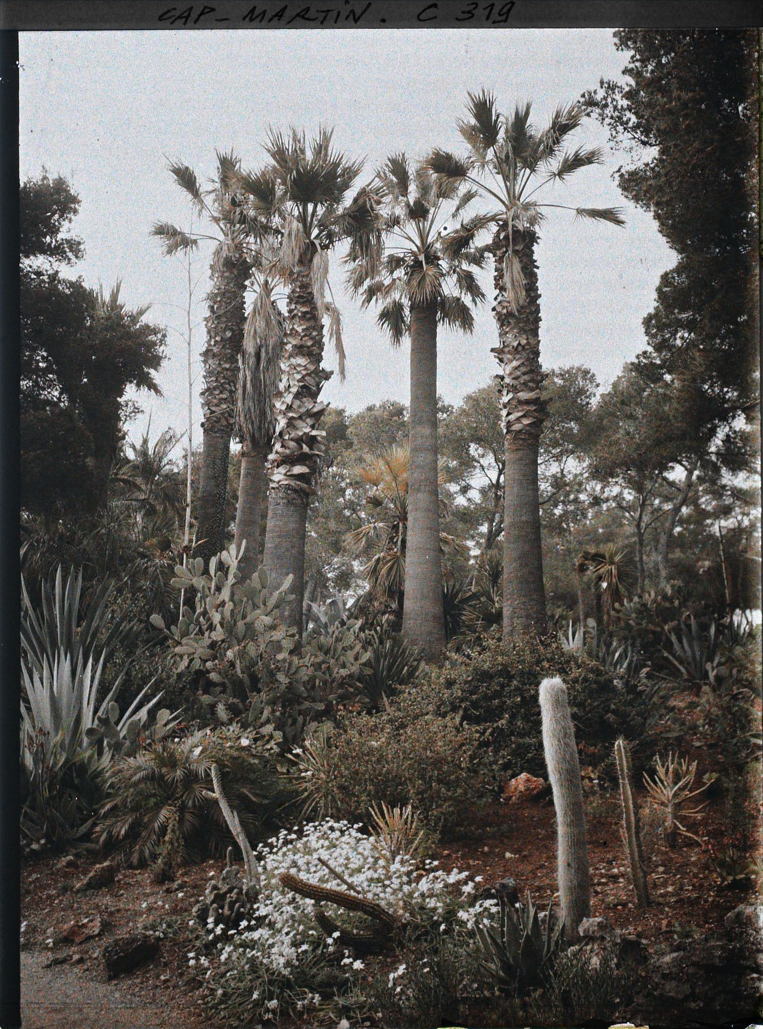 Image représentant Cap-Martin - Le Jardin