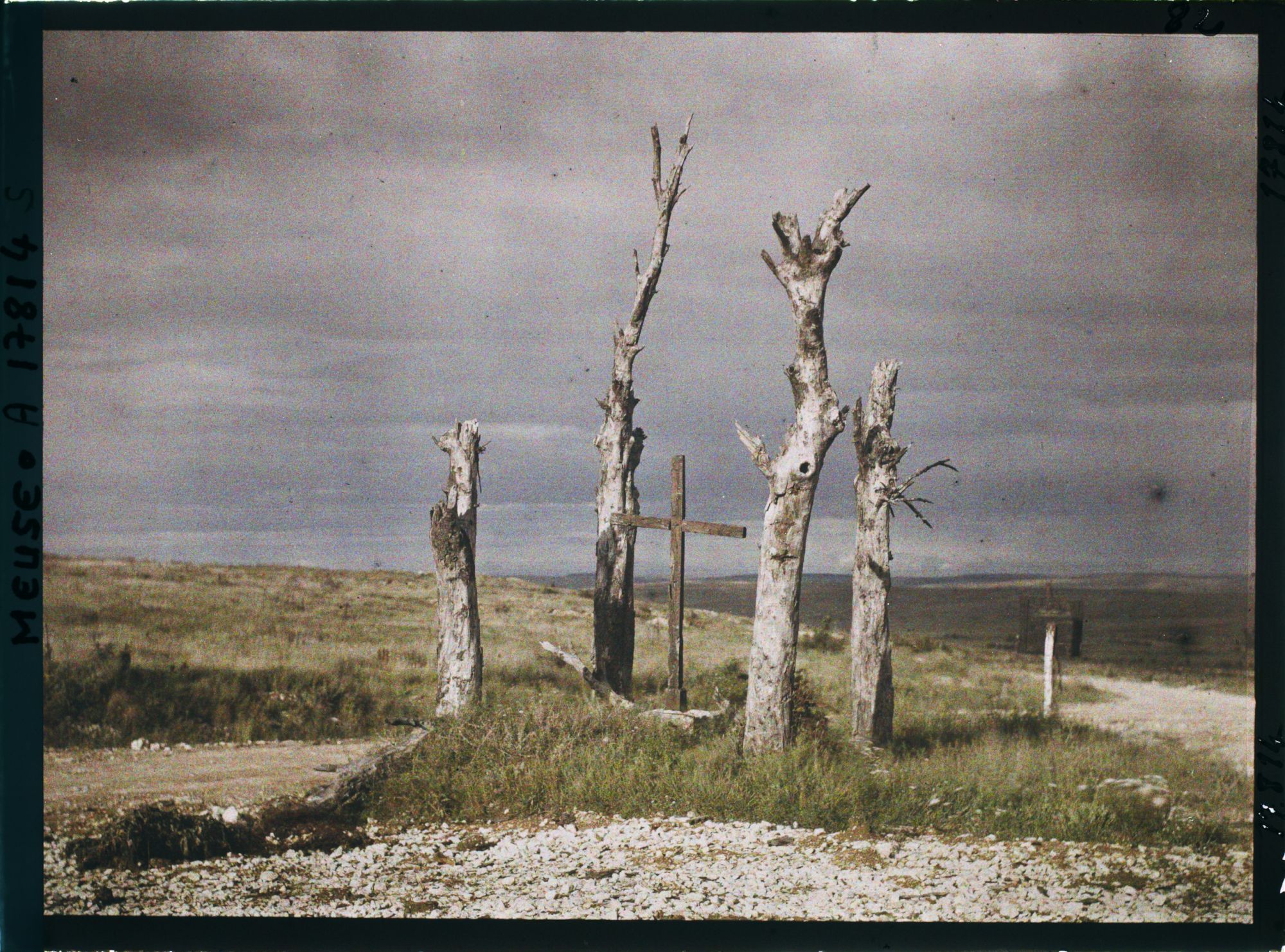 Image représentant France, Esnes, Arbres déchiquetés par les Obus