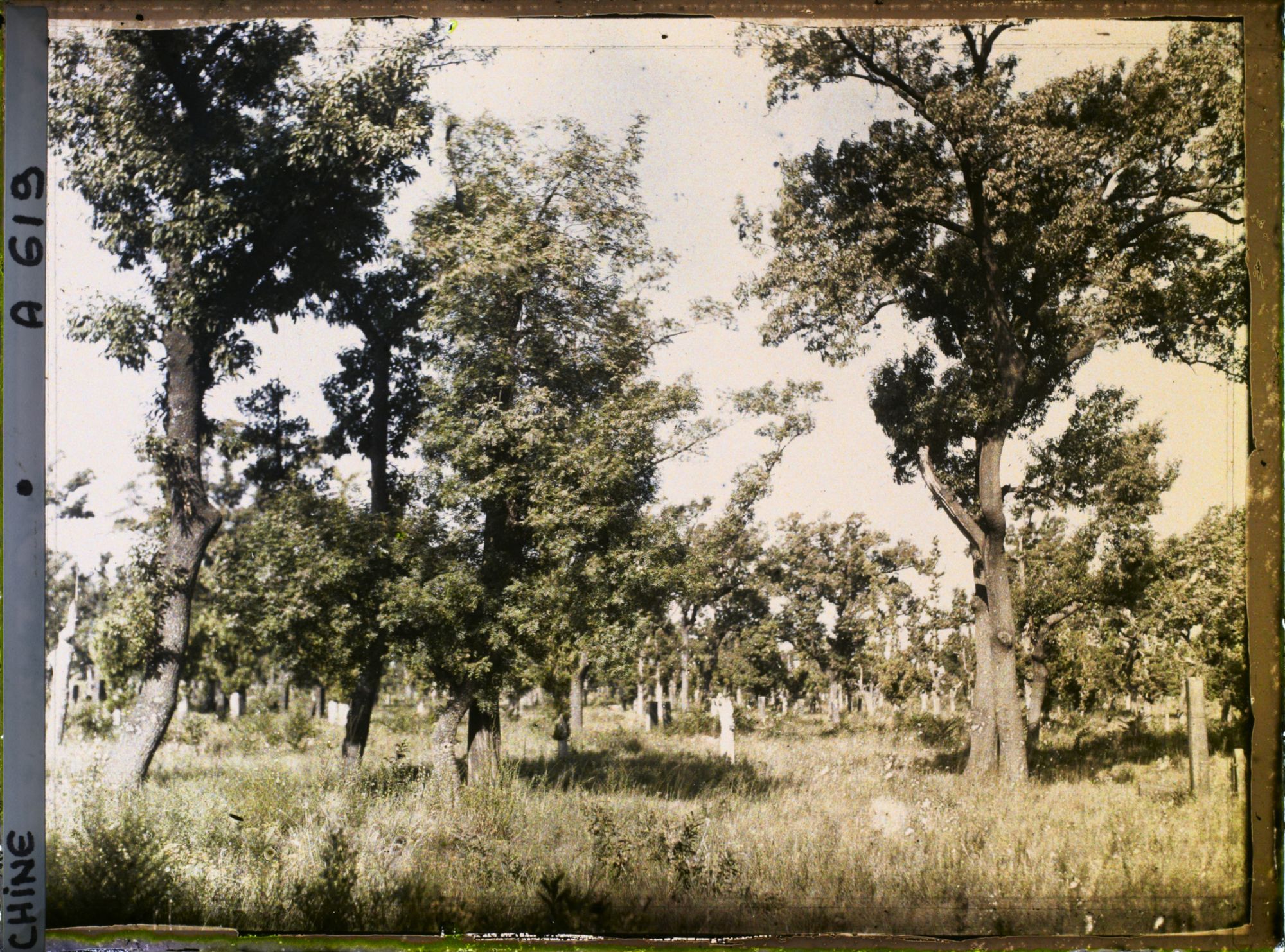 Image représentant Konglin, la nécropole de la famille de Confucius