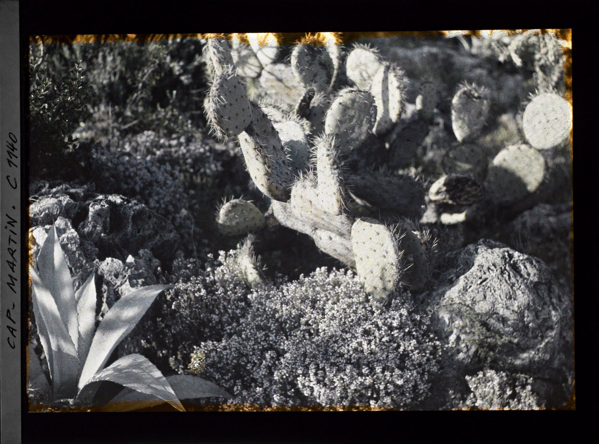 Image représentant Ruban fleuri entre opuntia et agave
