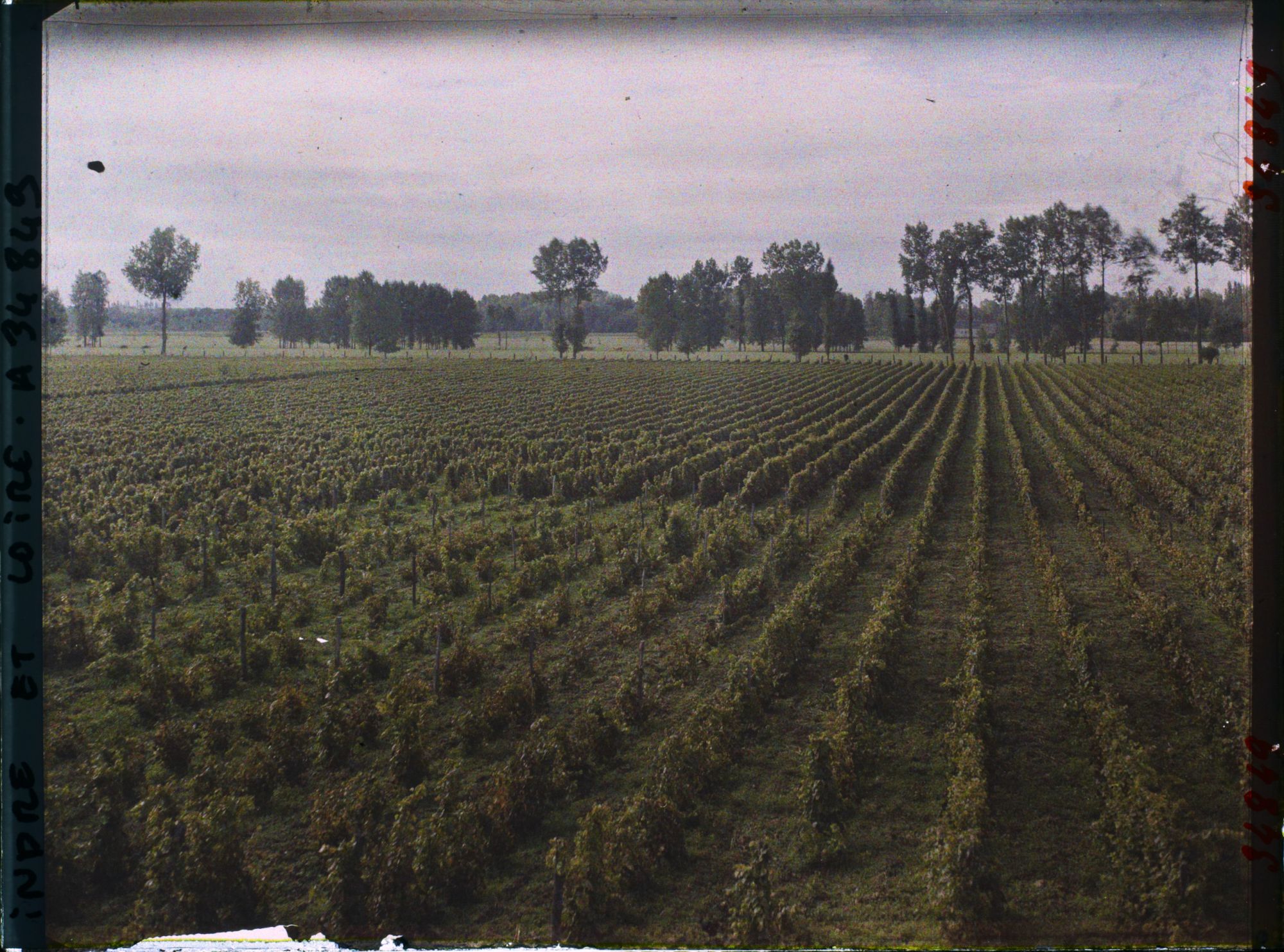 Image représentant Vignoble de Vouvray