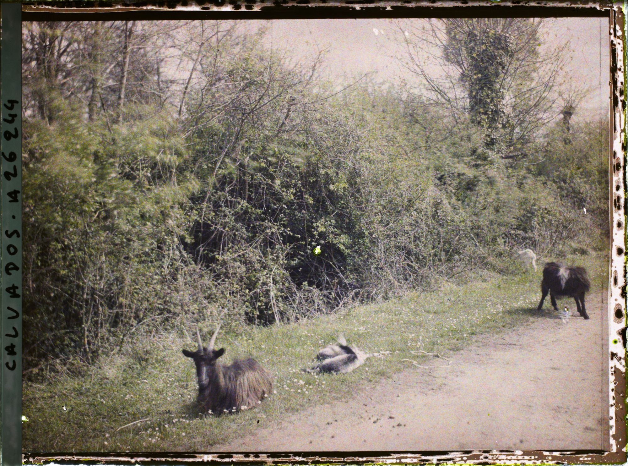 Image représentant Chèvres au bord d'un chemin