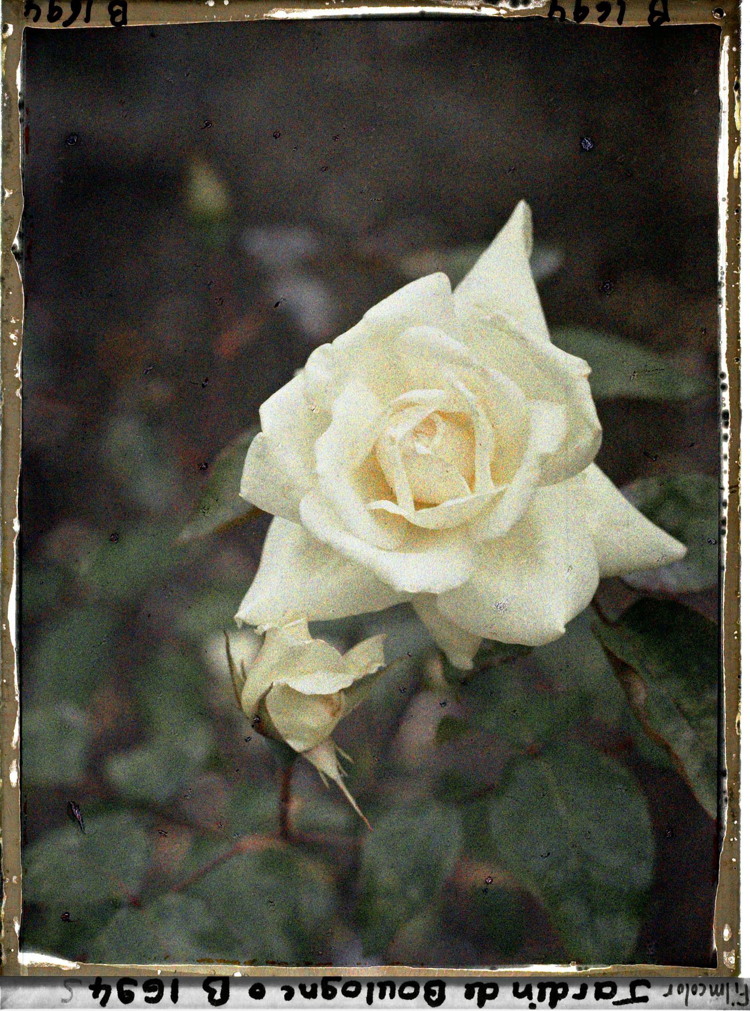 Image représentant Rose blanche