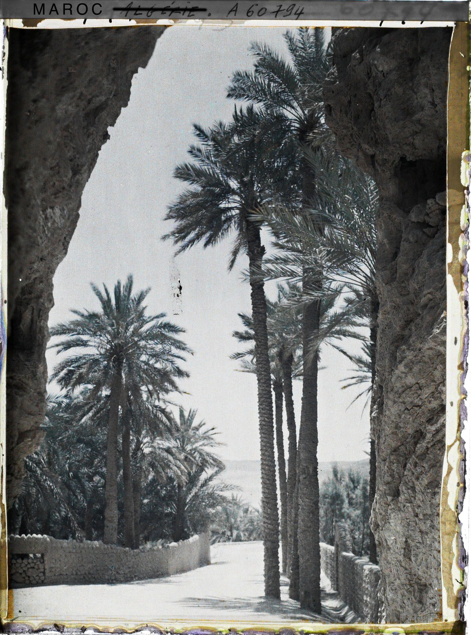 Image représentant La sortie de la palmeraie