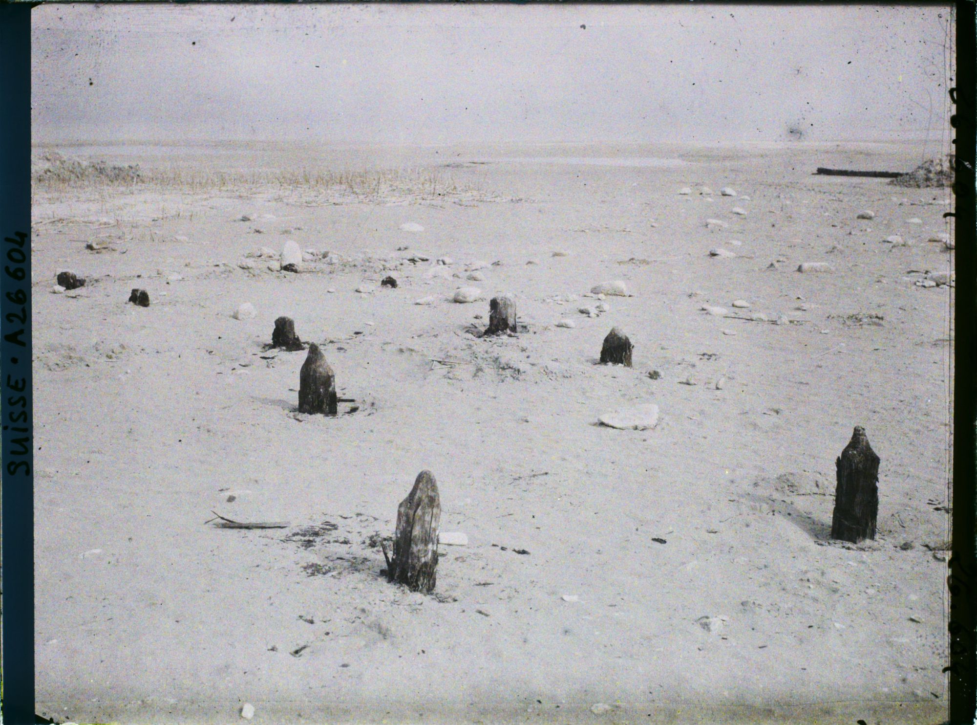 Image représentant Site palafittique préhistorique des Alpes, pieux en bois visibles lors de la baisse des eaux après la grande sécheresse de 1921 sur le lac de Neuchâtel