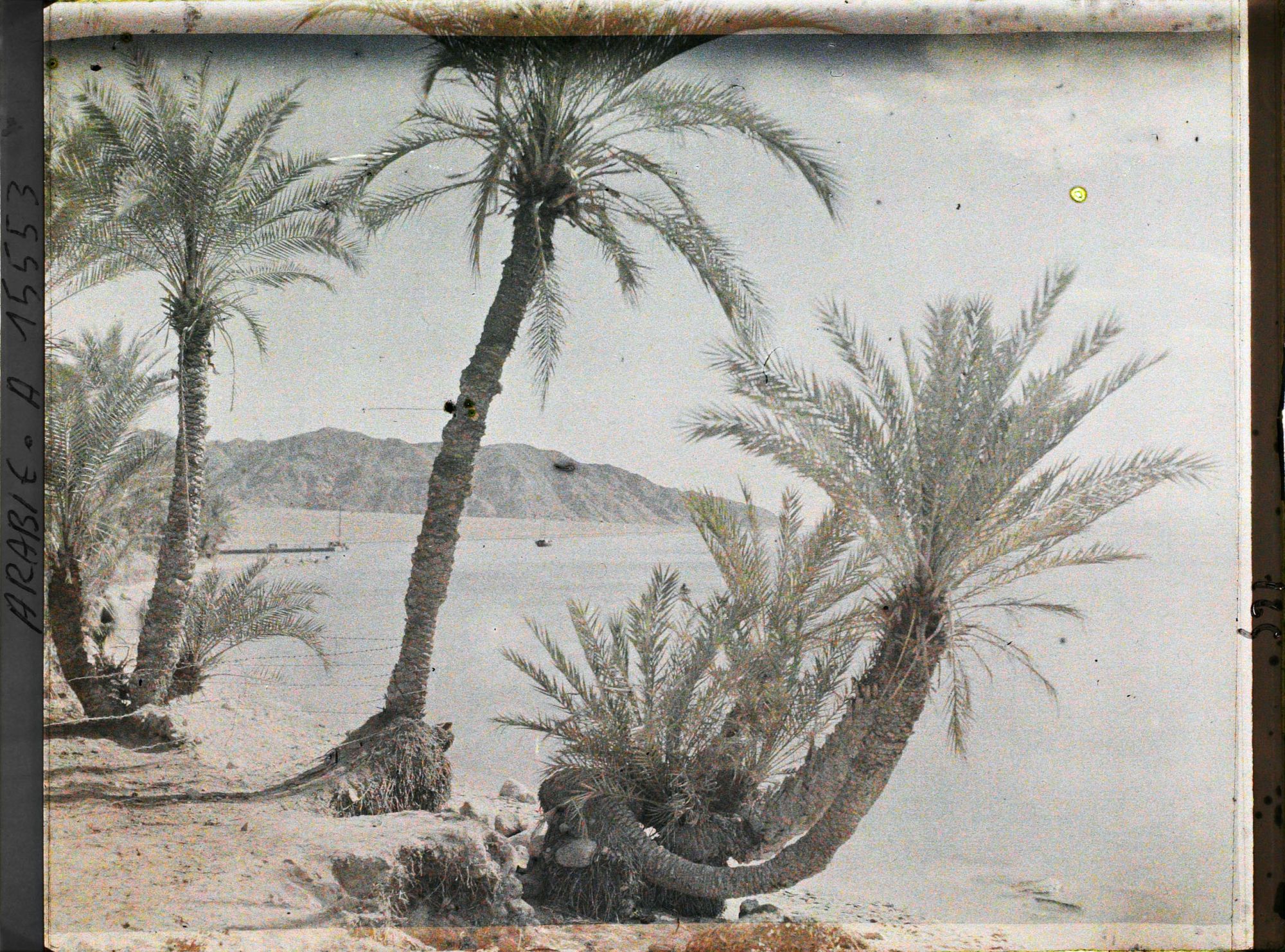 Image représentant Palmeraie au bord du golfe d'Aqaba