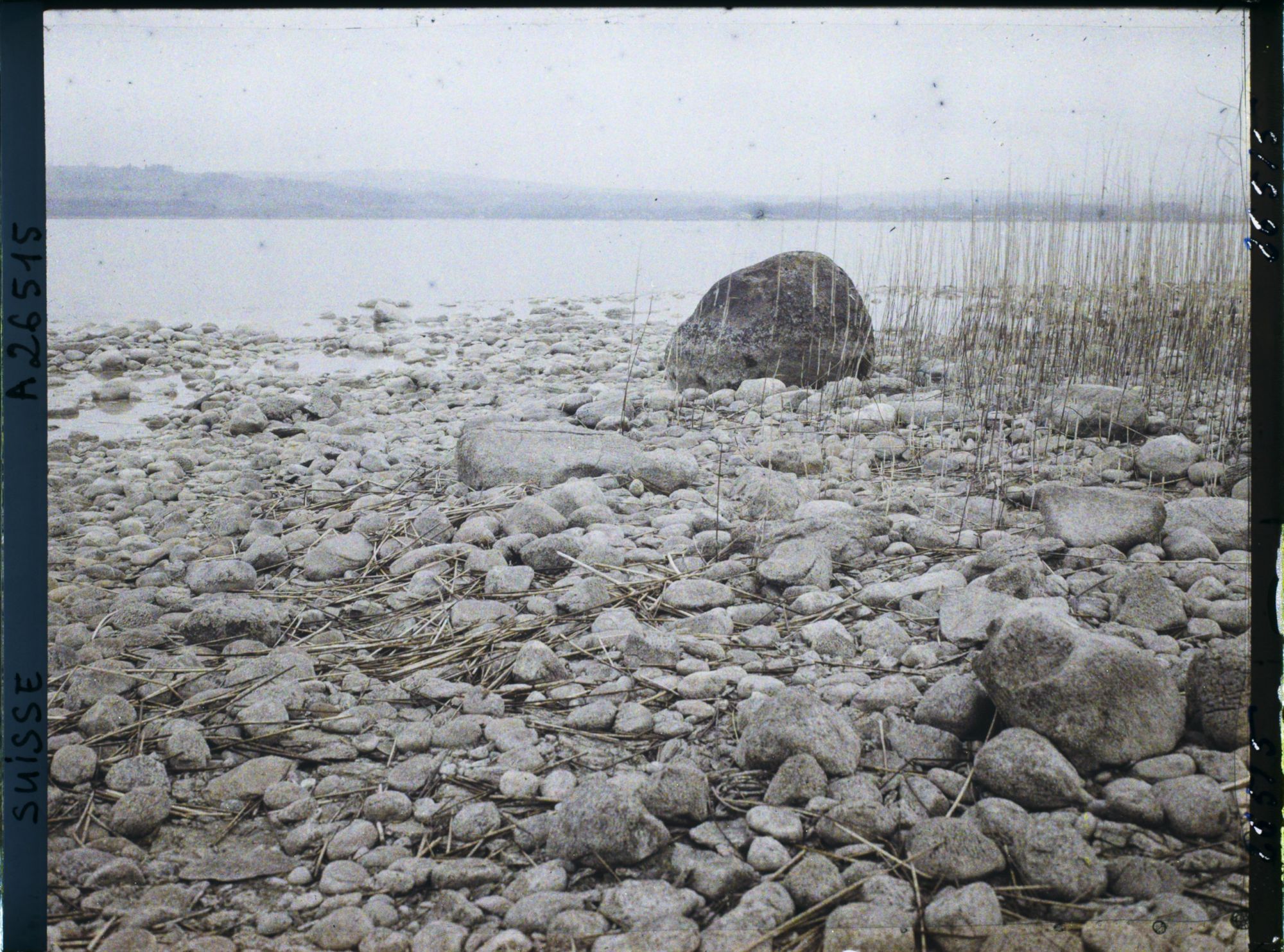 Image représentant Site palafittique préhistorique des Alpes, pieux en bois visibles lors de la baisse des eaux après la grande sécheresse de 1921