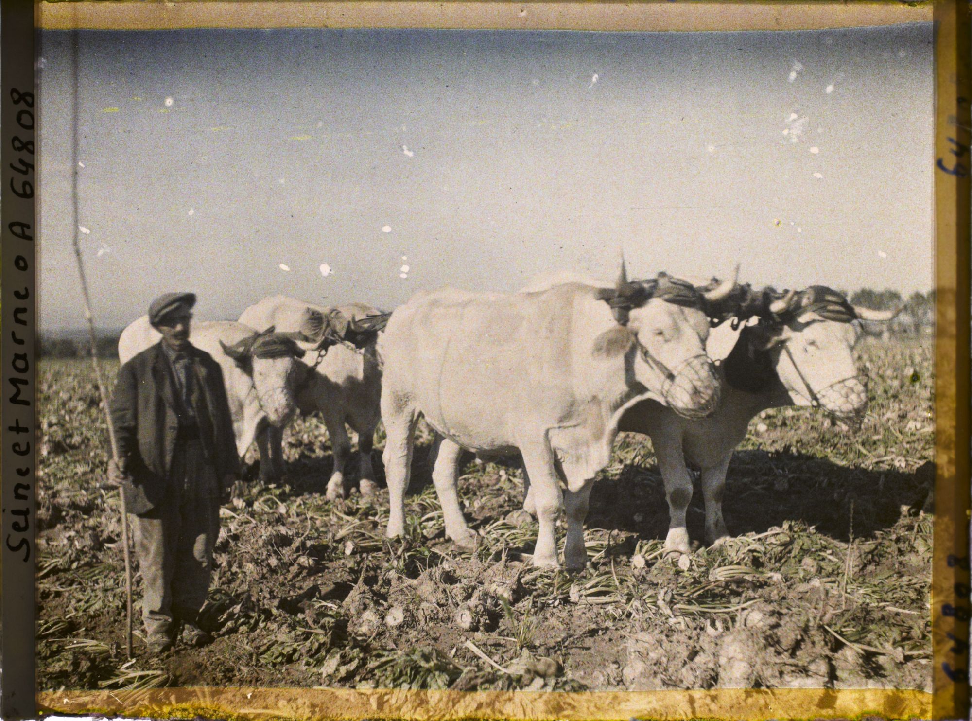 Image représentant Seine et Marne, Guermantes, Boeufs Conduits au labourage