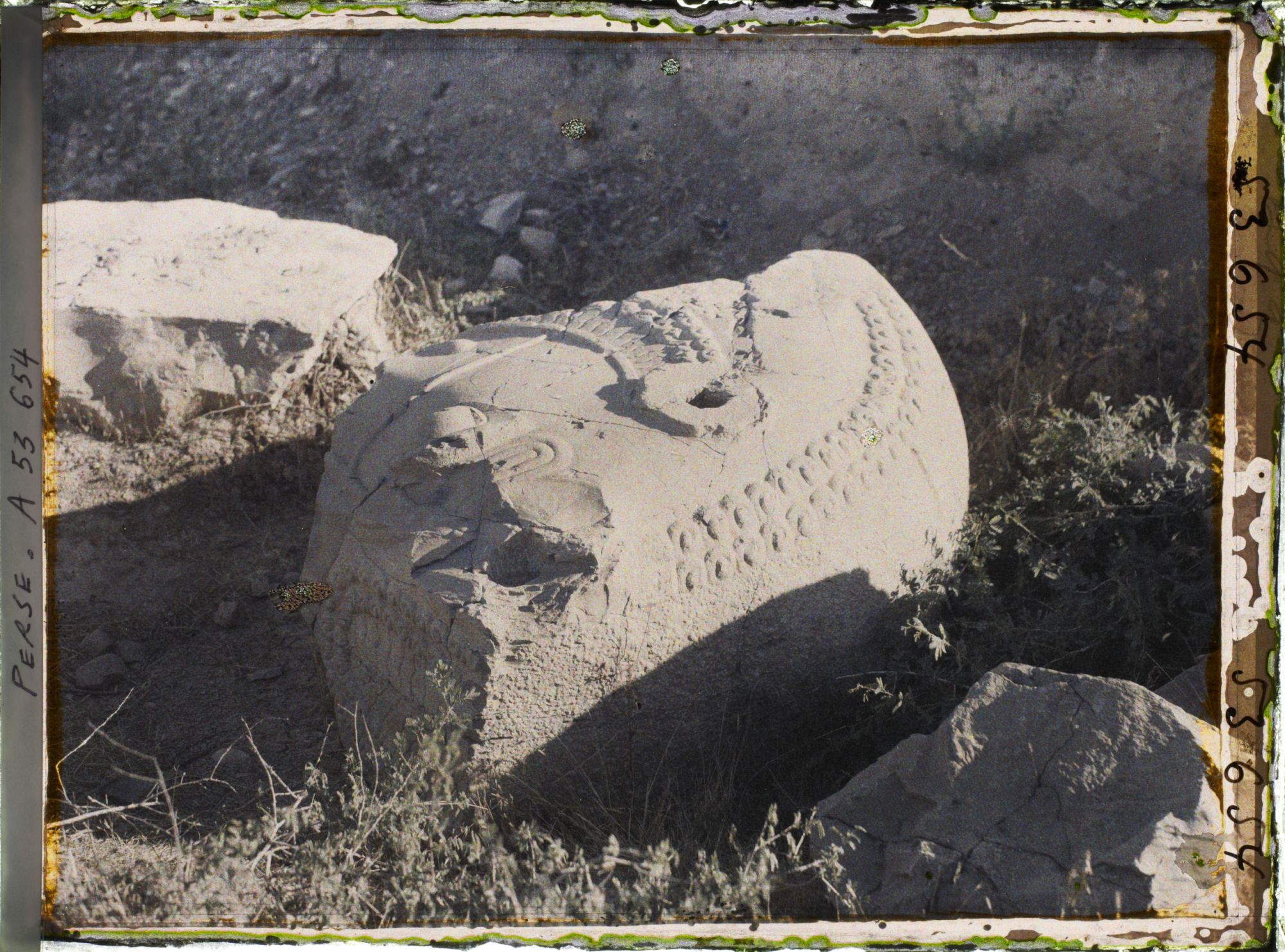 Image représentant Fragment sculpté de colonne (ruines de l'Apadana ?)