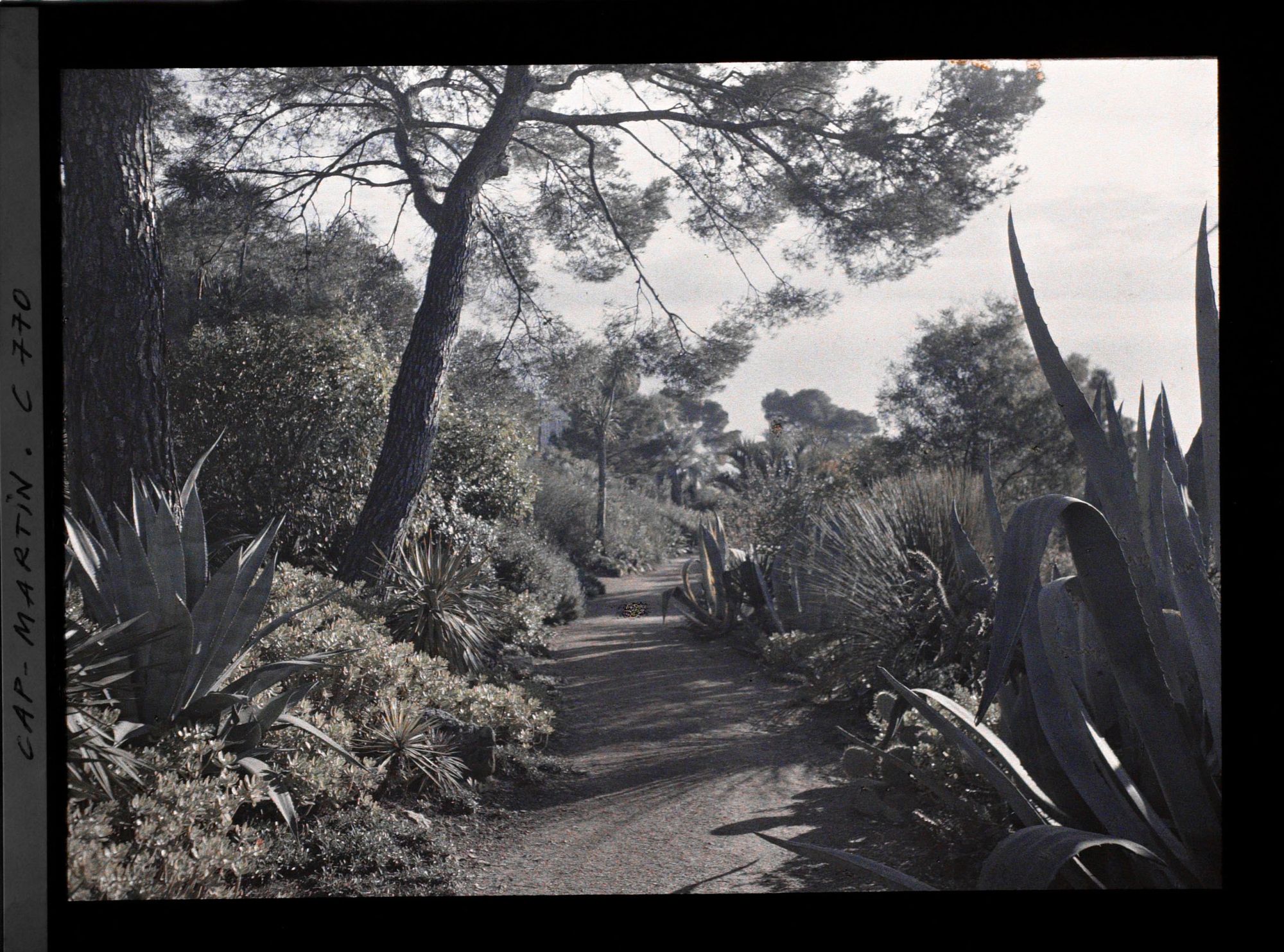 Image représentant allée allant de Miramar à la gde villa