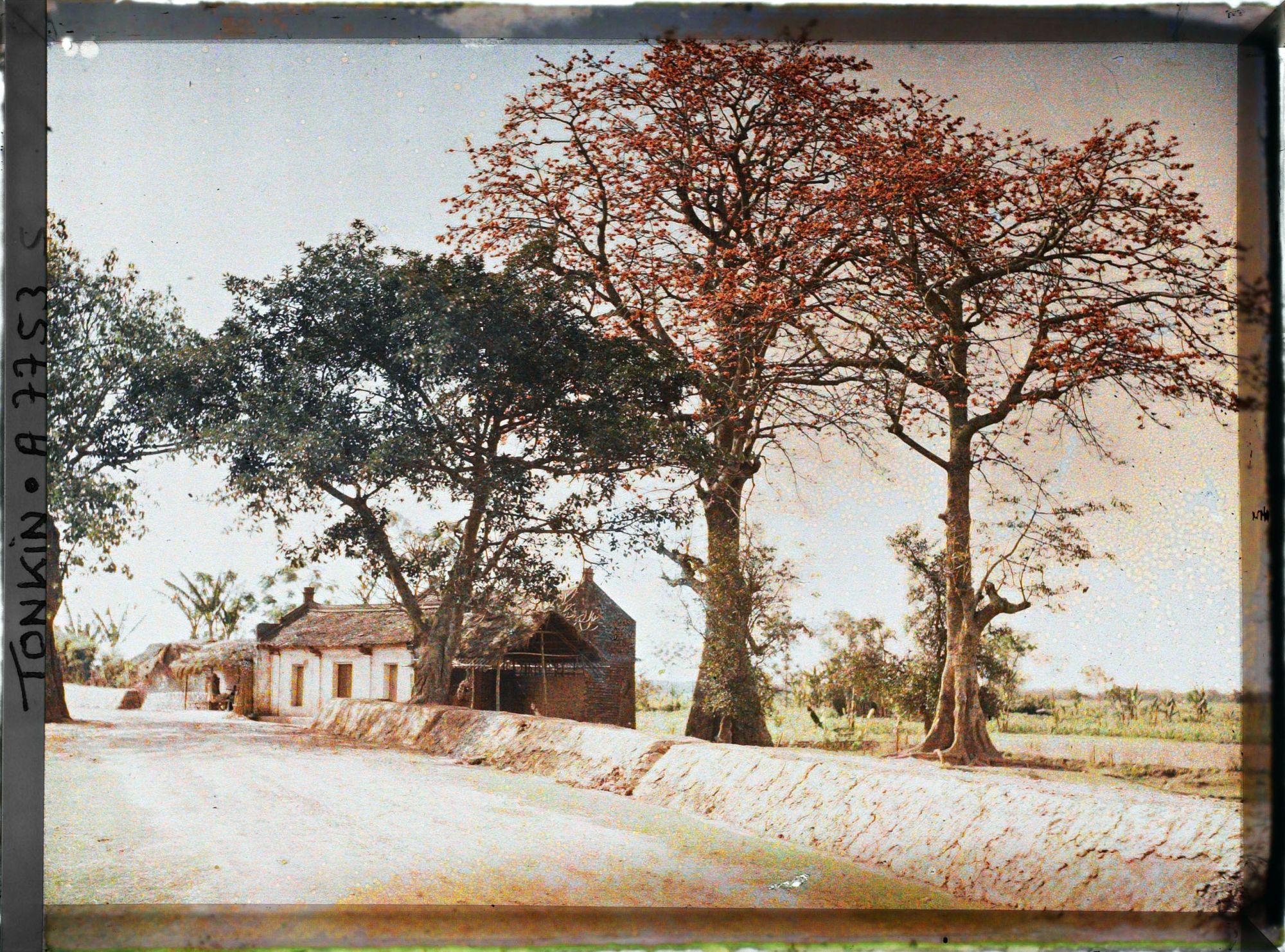 Image représentant Des kapokiers en fleurs aux abords d'un village, le long de la route