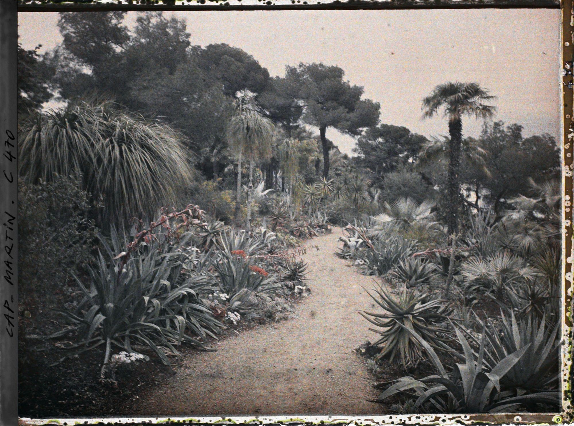 Image représentant Cap Martin Le Jardin
