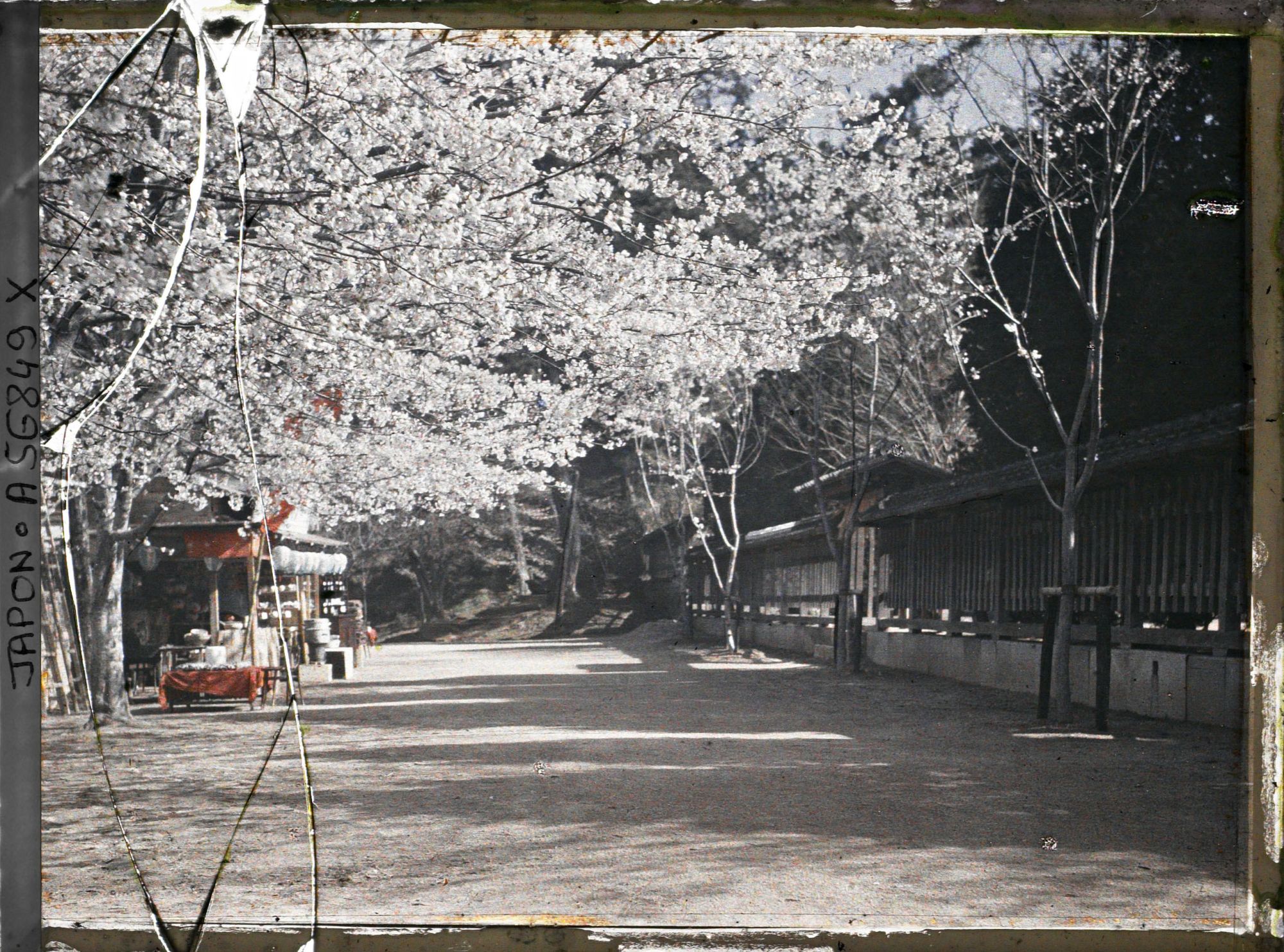 Image représentant Cerisiers en fleurs aux abords d'un sanctuaire shintô