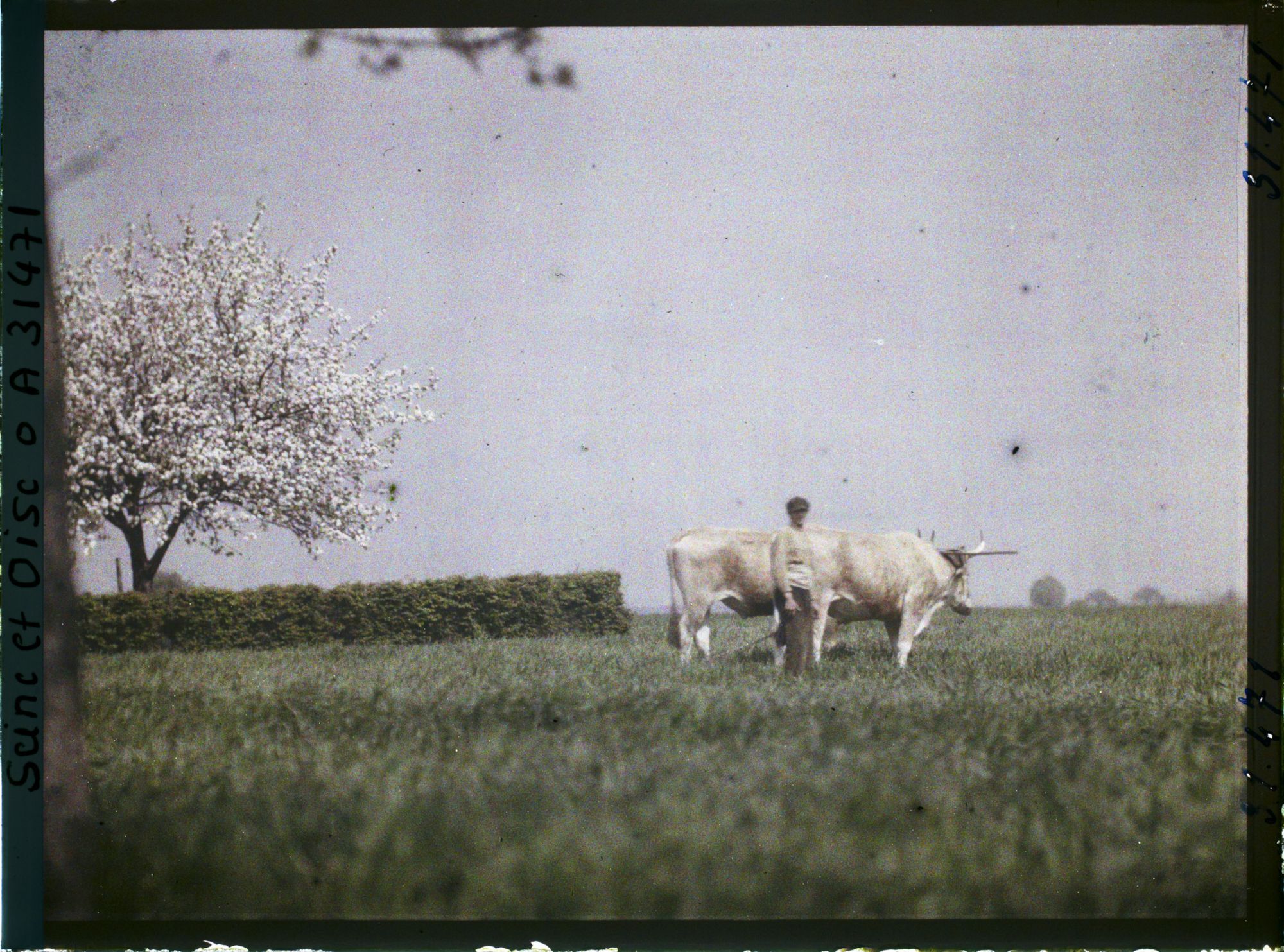 Image représentant France, Un attelage de boeufs-aux Champs