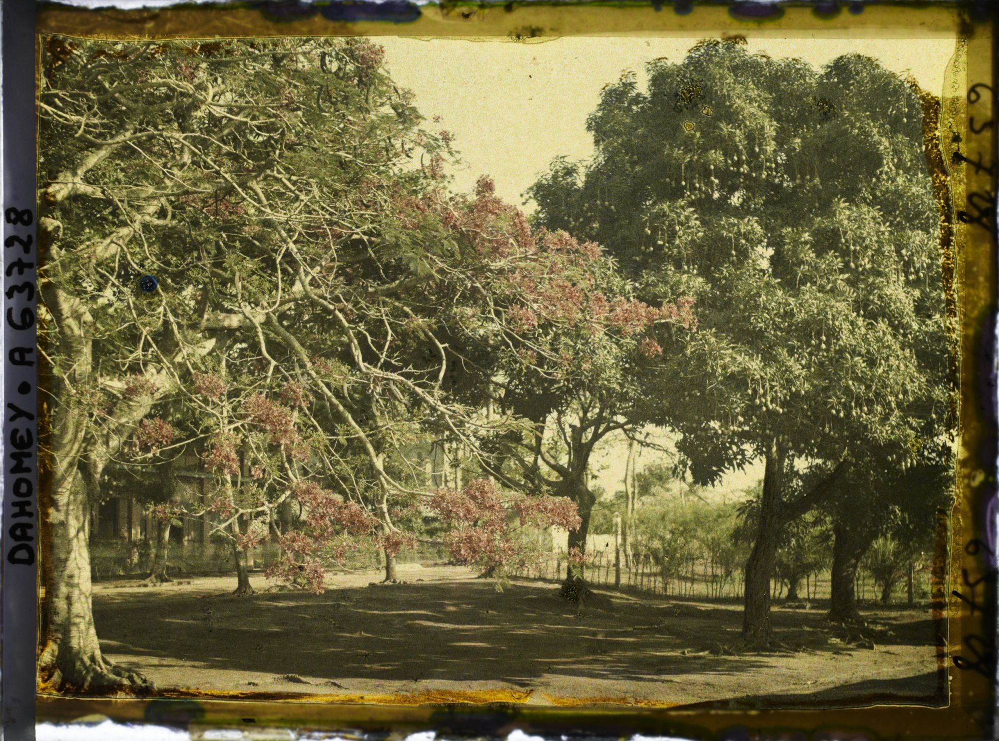 Image représentant Flamboyants et manguiers