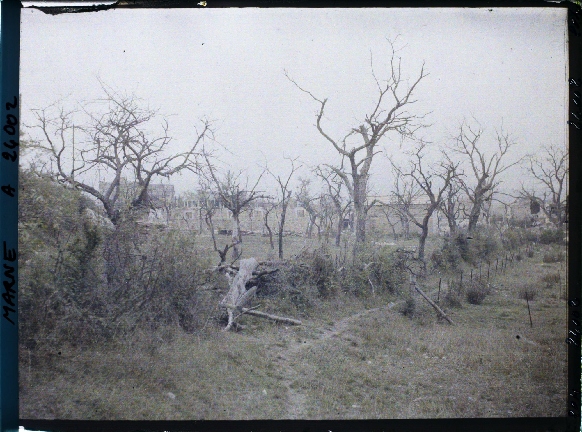 Image représentant Bligny, Les arbres morts