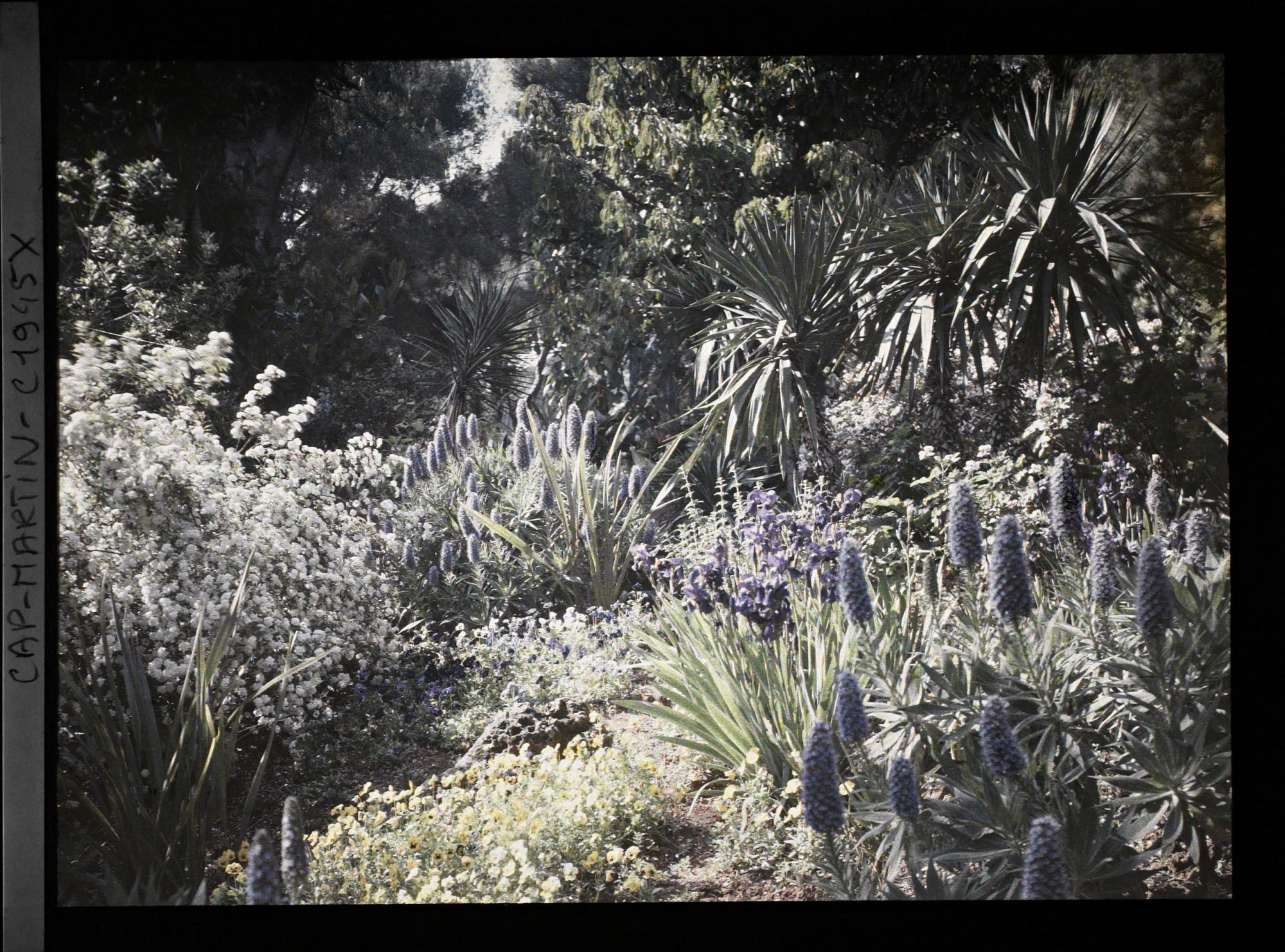 Image représentant Yuccas et massifs fleuris , vus en direction de l'ouest, vue prise à 15 h