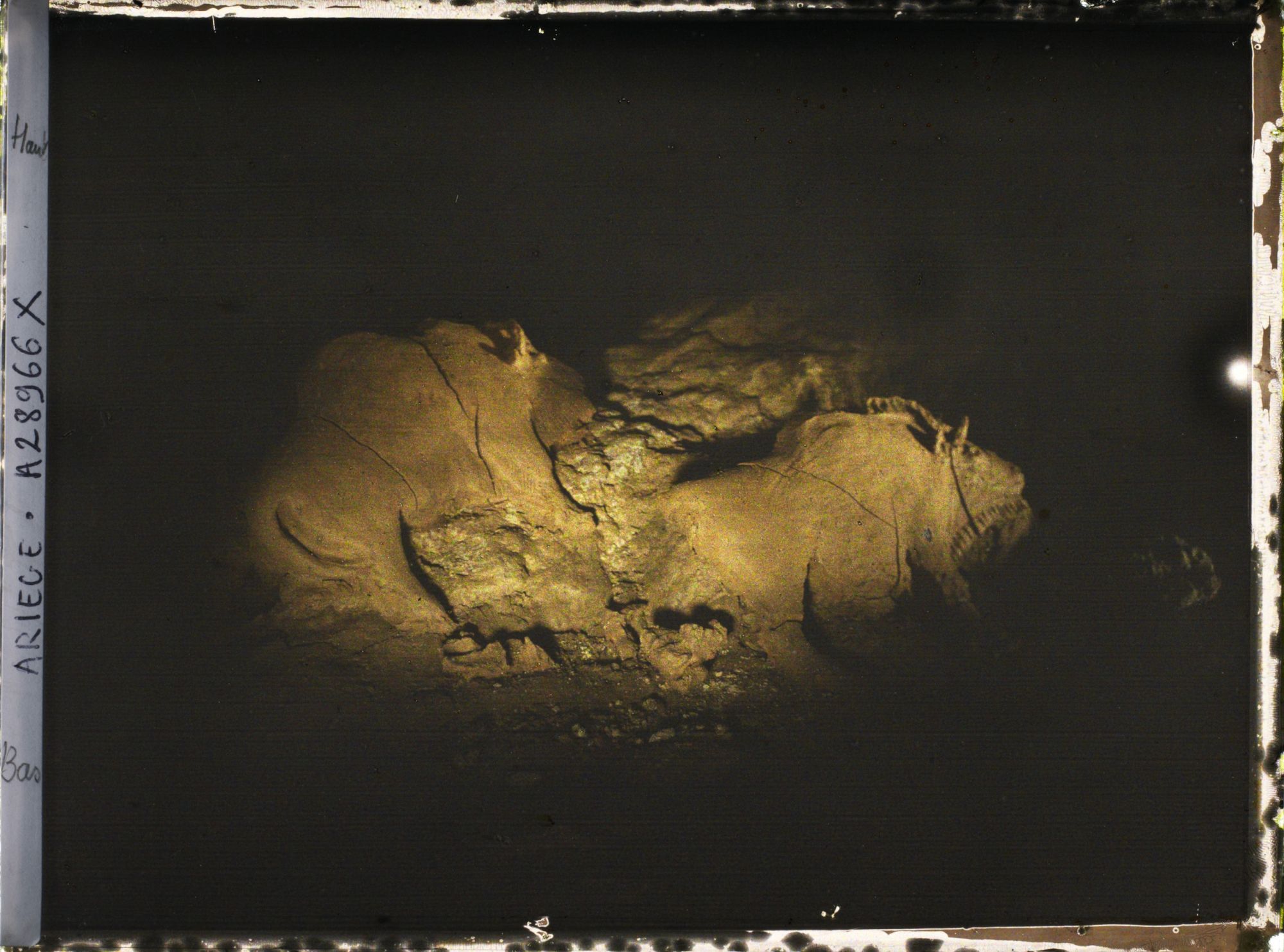 Image représentant La grotte du Tuc d'Audoubert : les bisons vus de profil