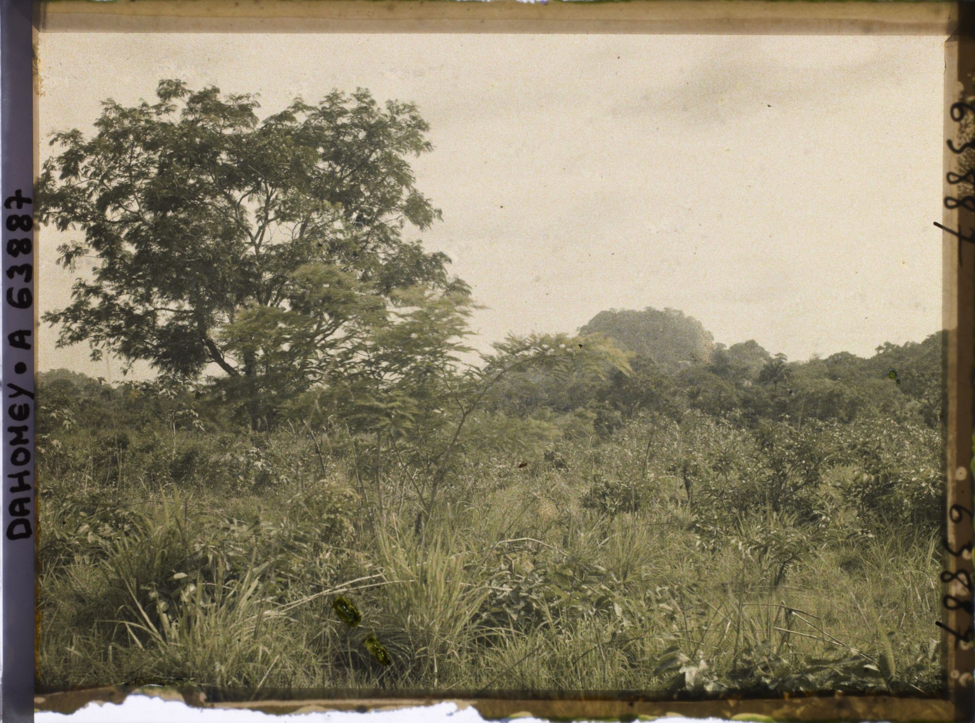 Image représentant Paysage de forêt