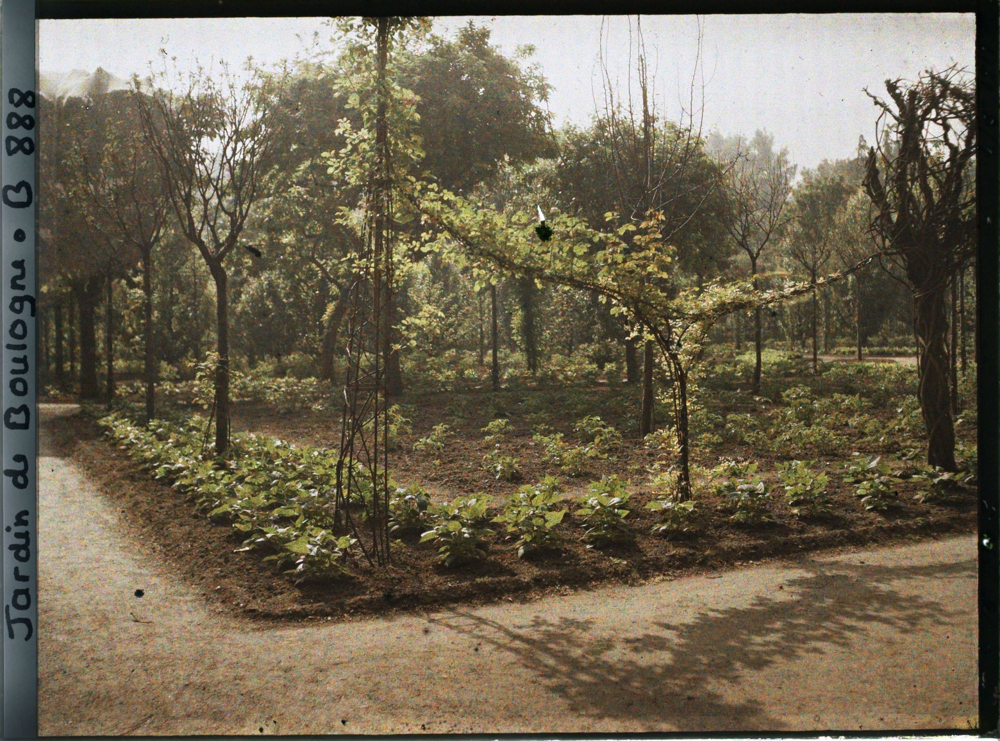 Image représentant Partie nord-ouest du verger-roseraie plantée de légumes, vue à proximité de la dépendance
