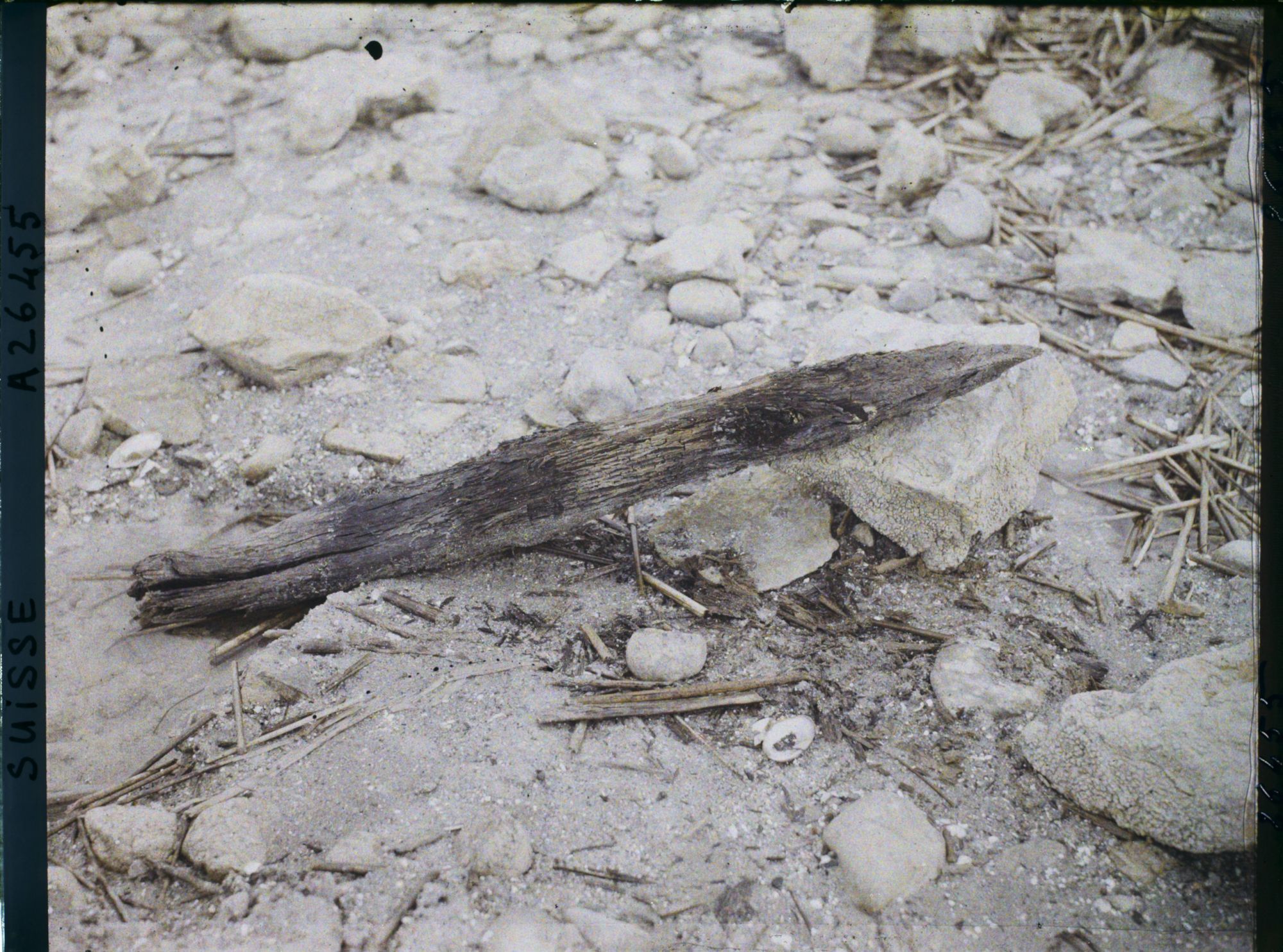 Image représentant Site palafittique préhistorique des Alpes, pieux en bois visibles lors de la baisse des eaux après la grande sécheresse de 1921