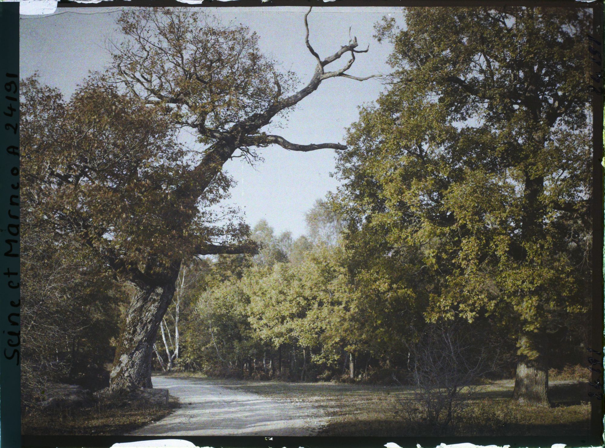 Image représentant Forêt