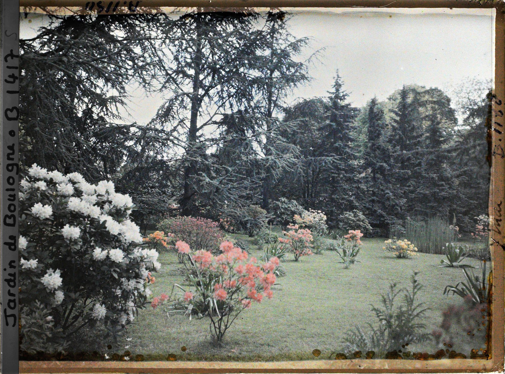 Image représentant Azalées et rhodos sur la pelouse près du marais