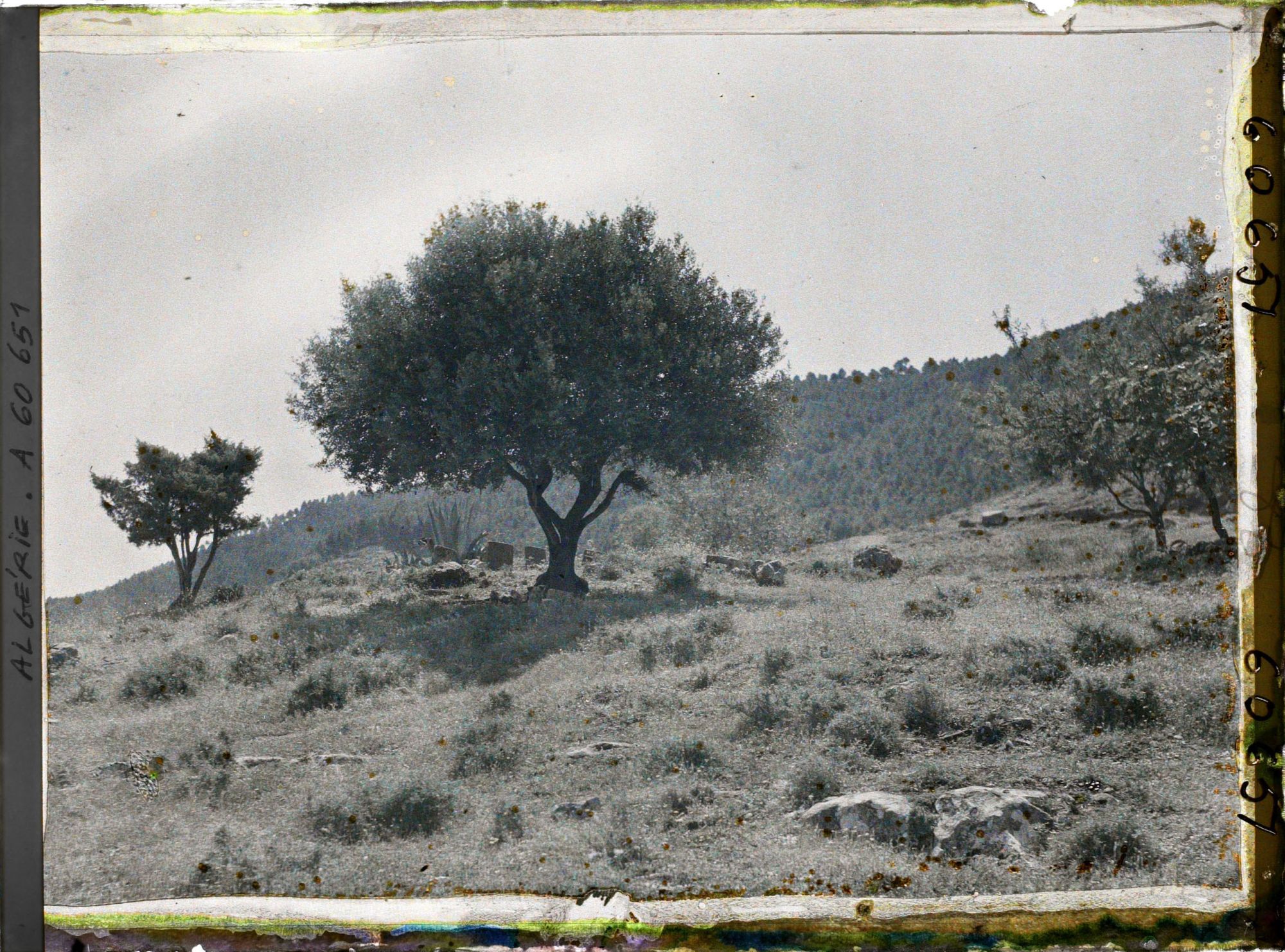Image représentant Paysage vers les sommets des monts de Tlemcen
