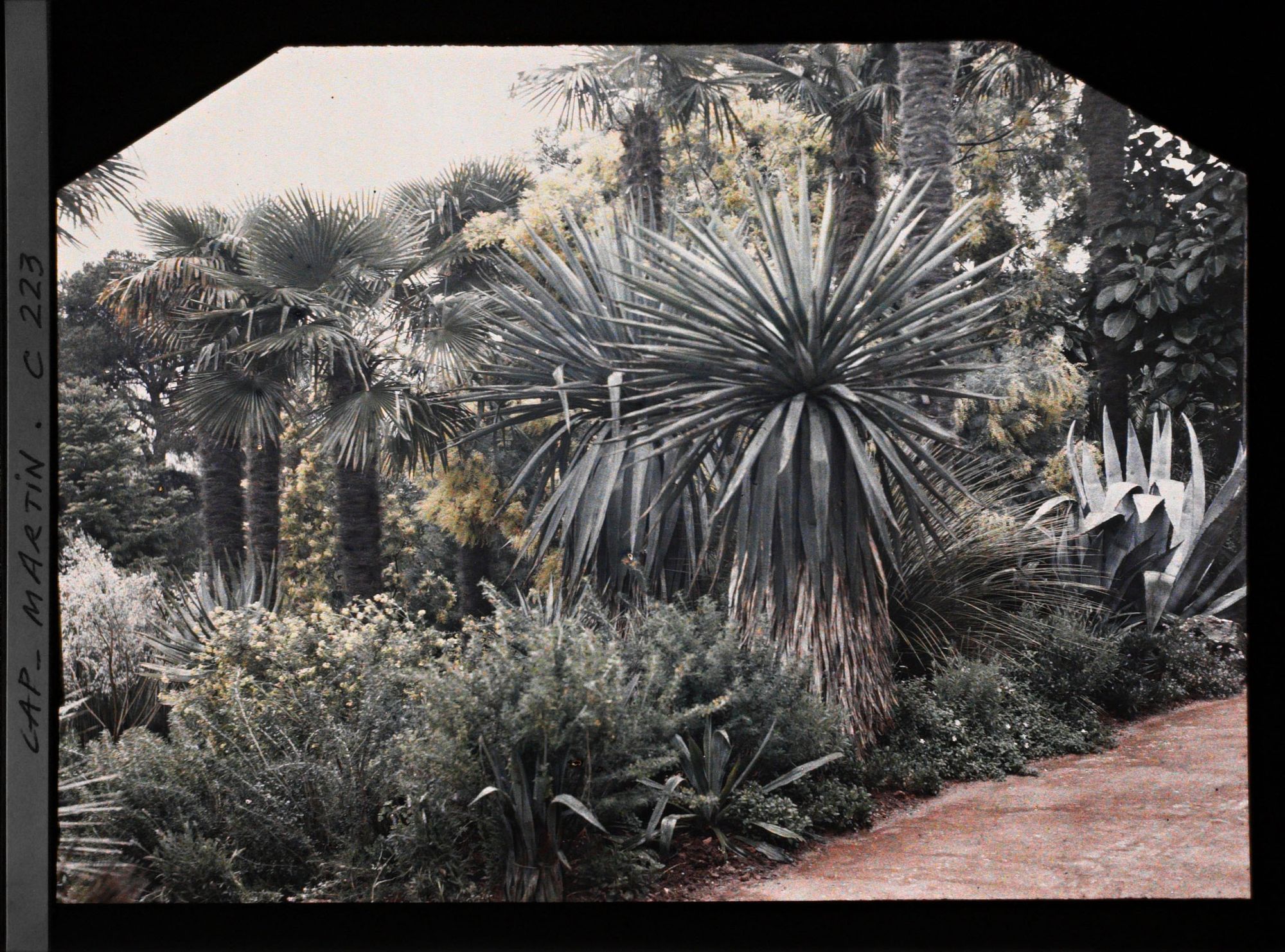 Image représentant Cap-Martin - Le Jardin