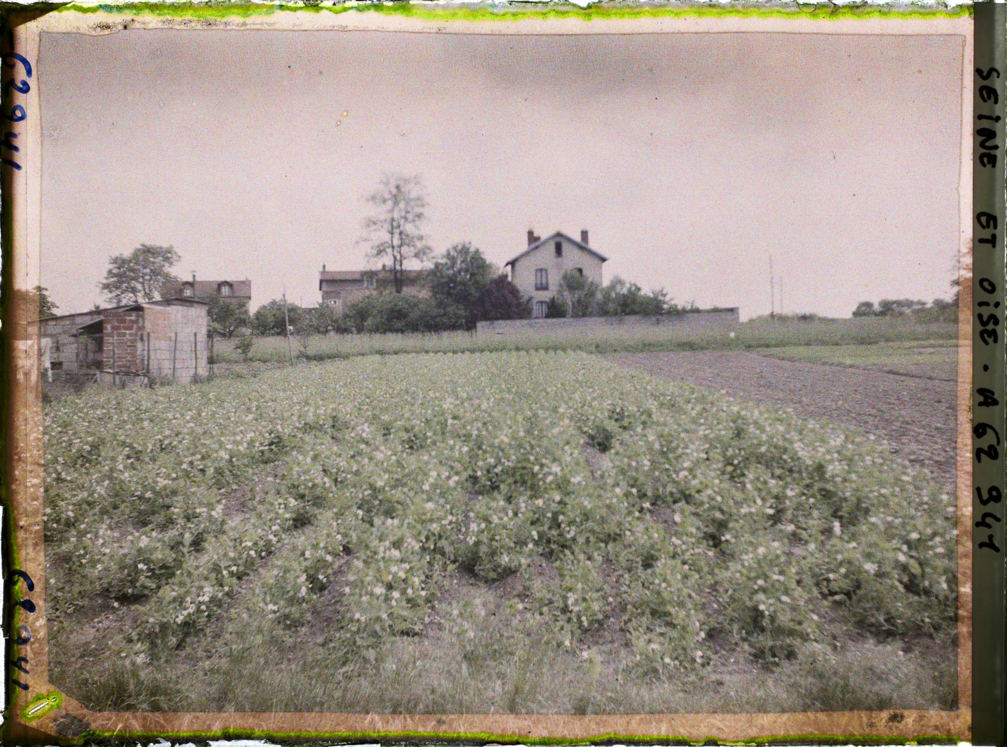Image représentant Ile de France, Frepillon, Champ de petits pois