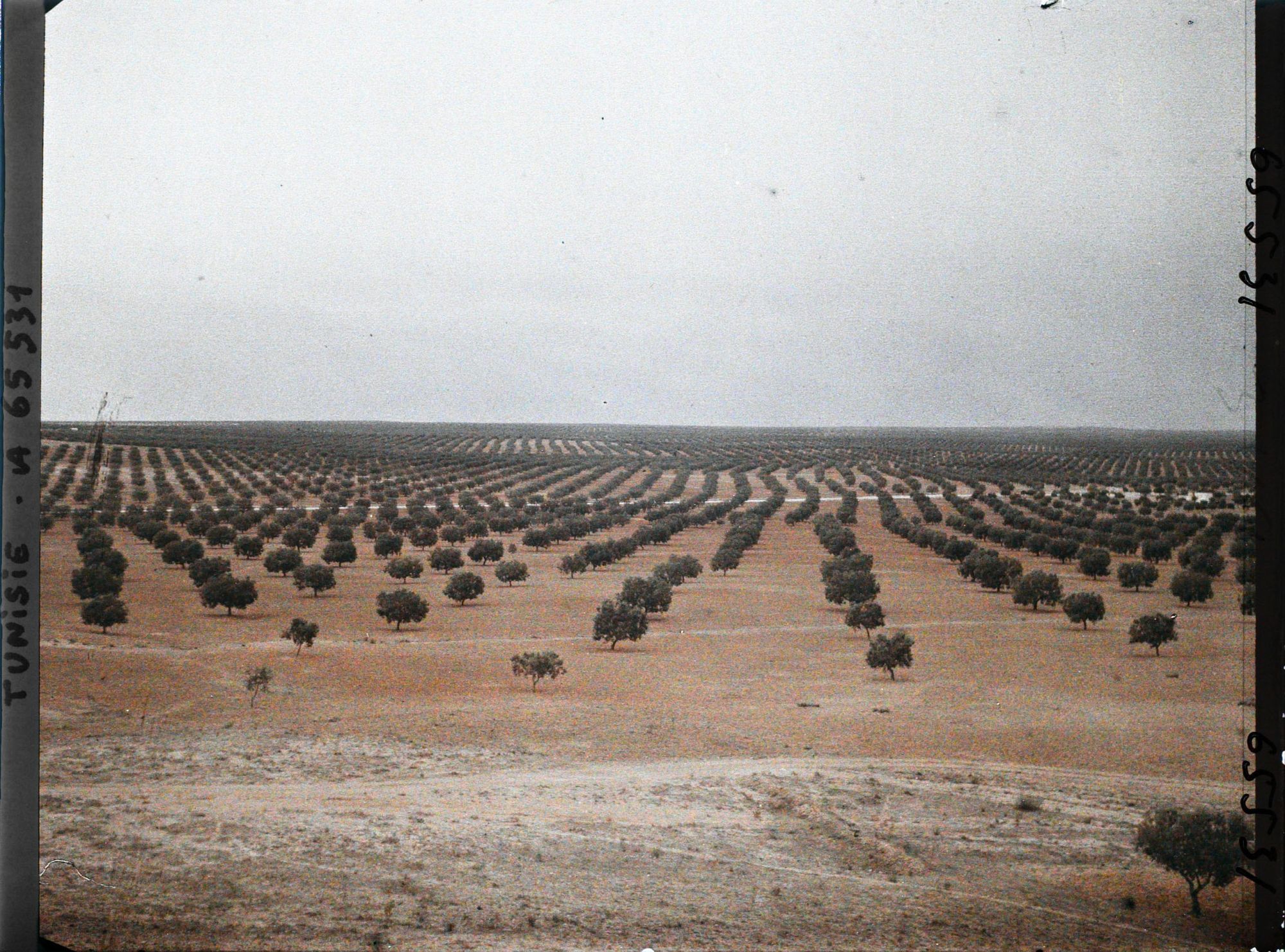 Image représentant Panorama sur les oliveraies pris du point géodésique