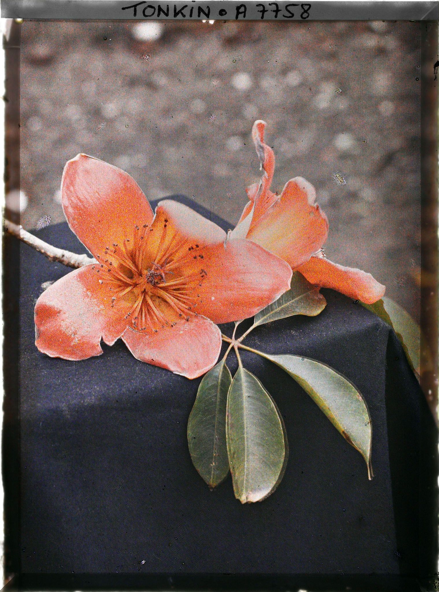 Image représentant Les feuilles et les fleurs du kapokier