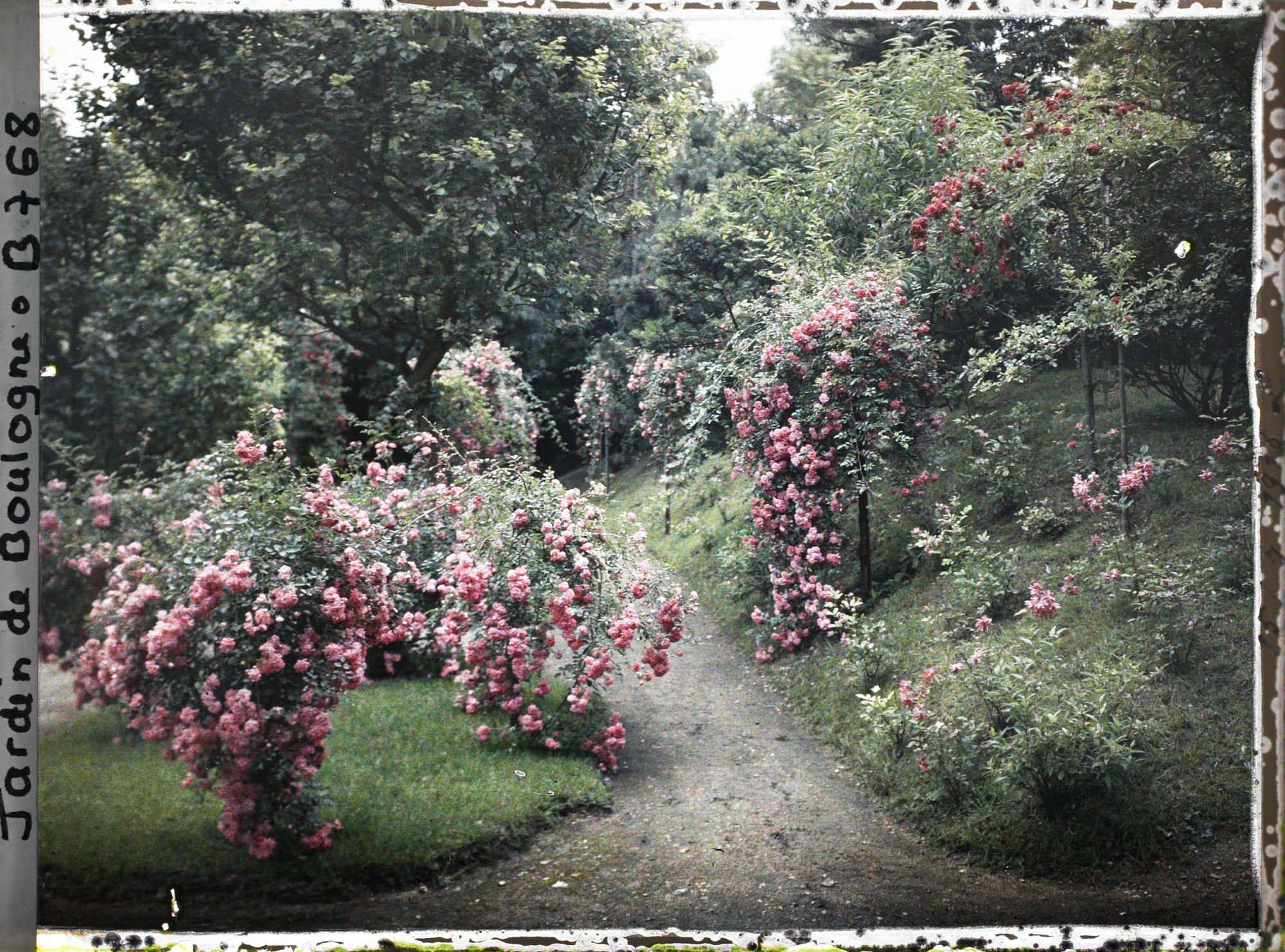 Image représentant Rosiers ornant parterre et talus situés au sud du verger-roseraie, vus en direction de l'est