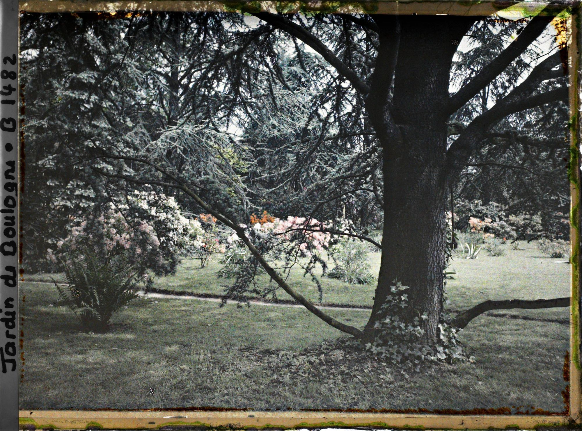 Image représentant azalées et rhodos à travers les arbres, la pelouse du marais à l'arrière-plan