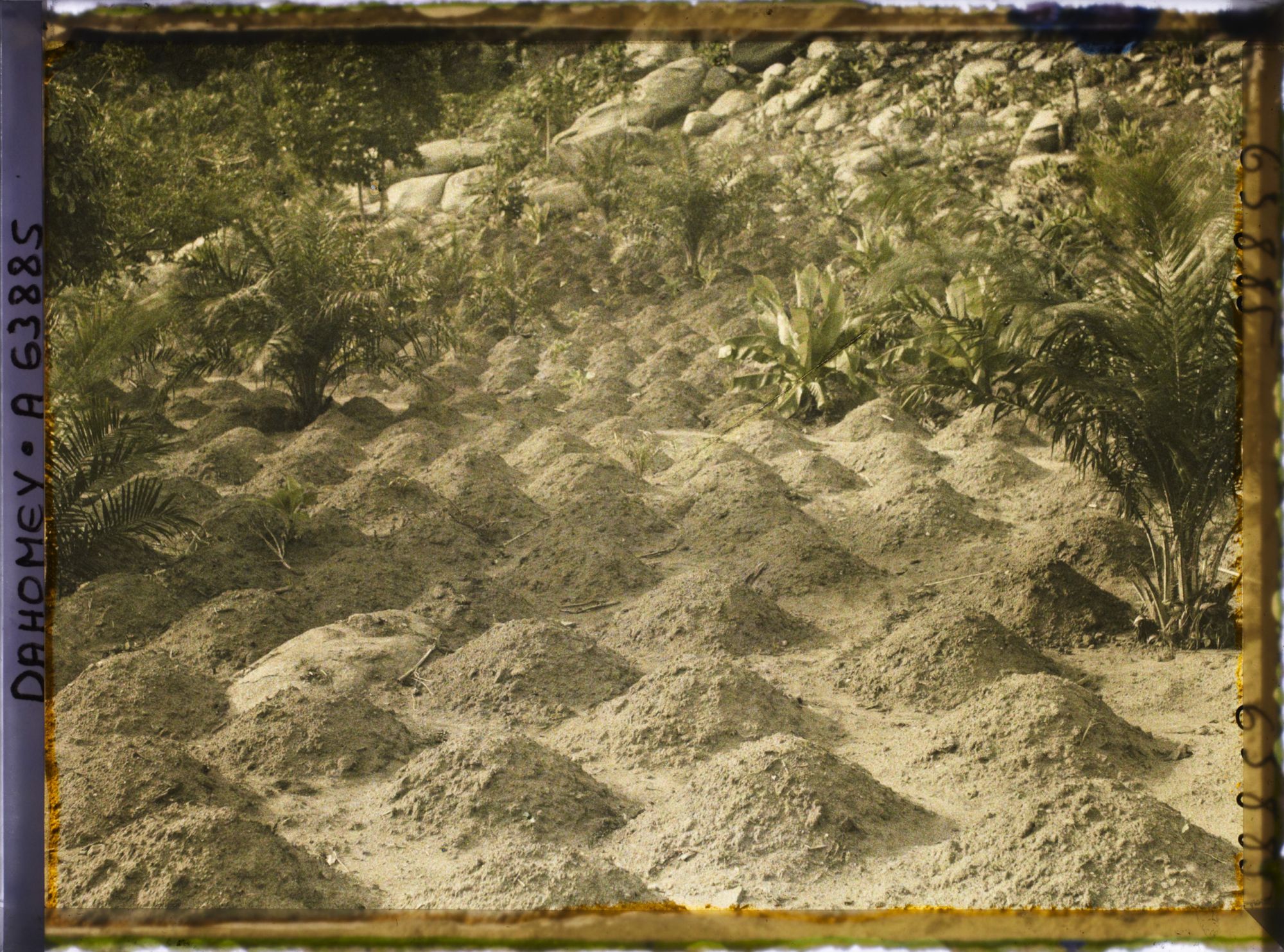 Image représentant Culture de maïs à flanc de montagne