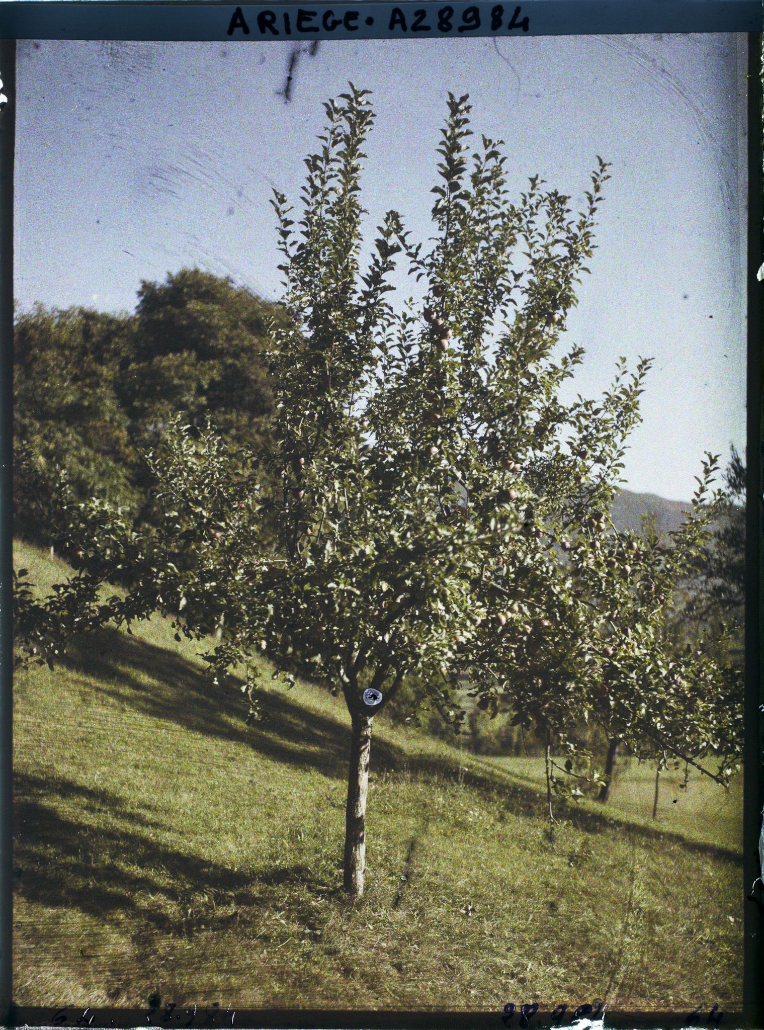 Image représentant Un pommier chez monsieur Begouën