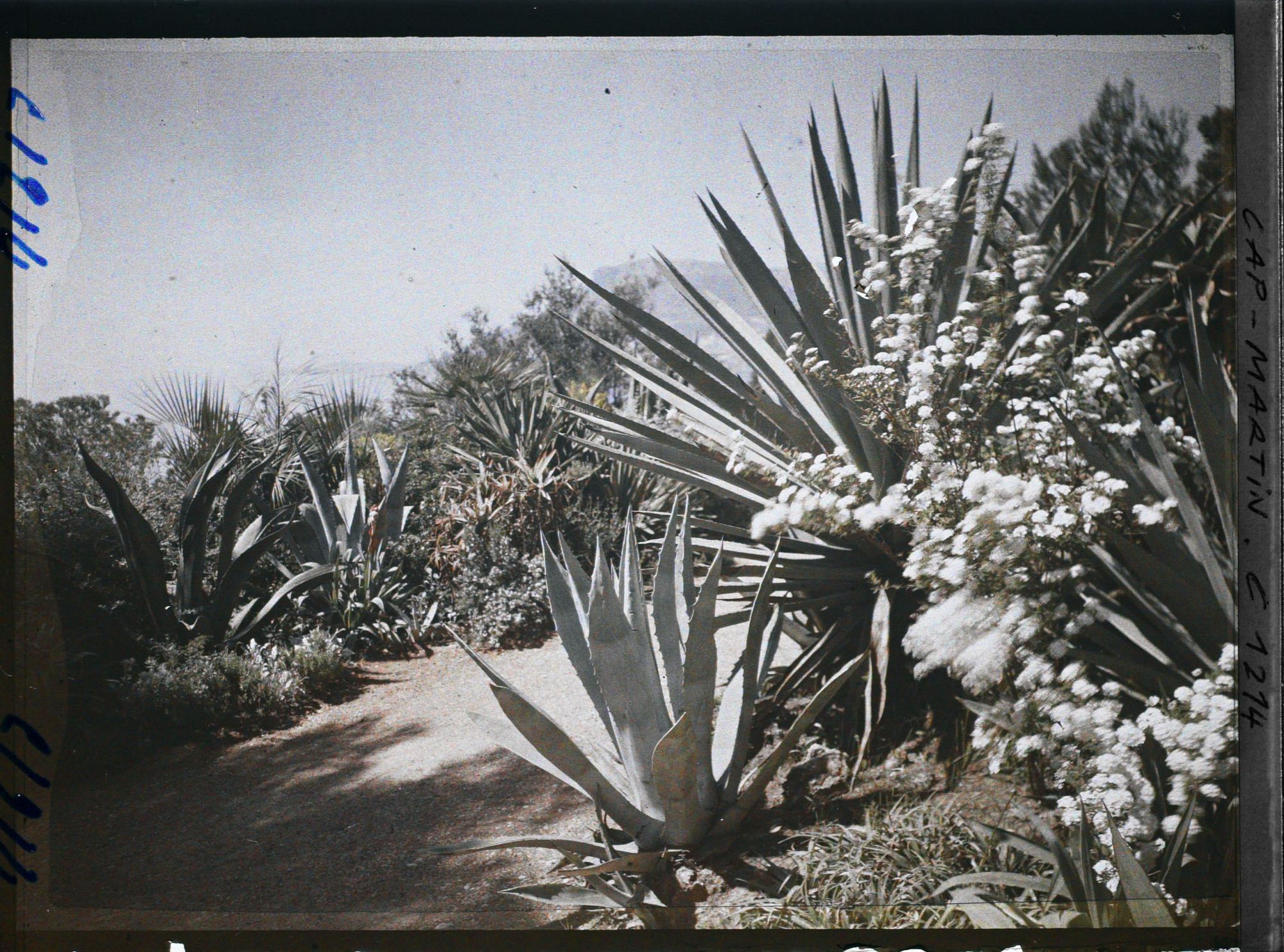 Image représentant le Jardin