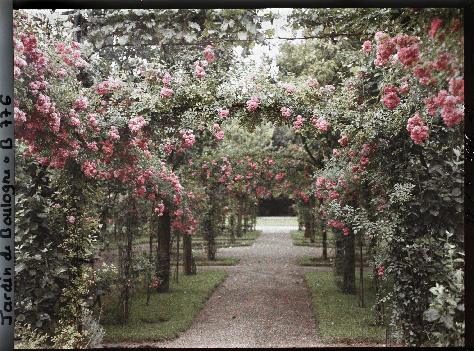 Image représentant Axe central du verger-roseraie vu vers le jardin anglais, non loin du rond-point côté jardin français