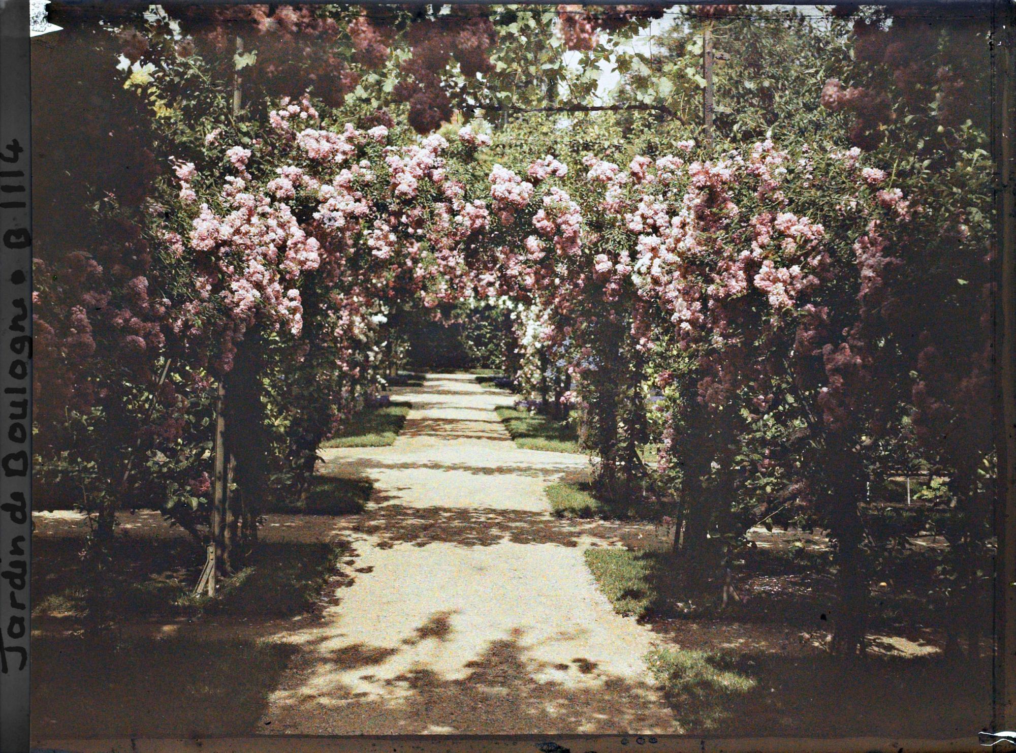 Image représentant Axe central du verger-roseraie vu à mi-parcours, en direction de la dépendance