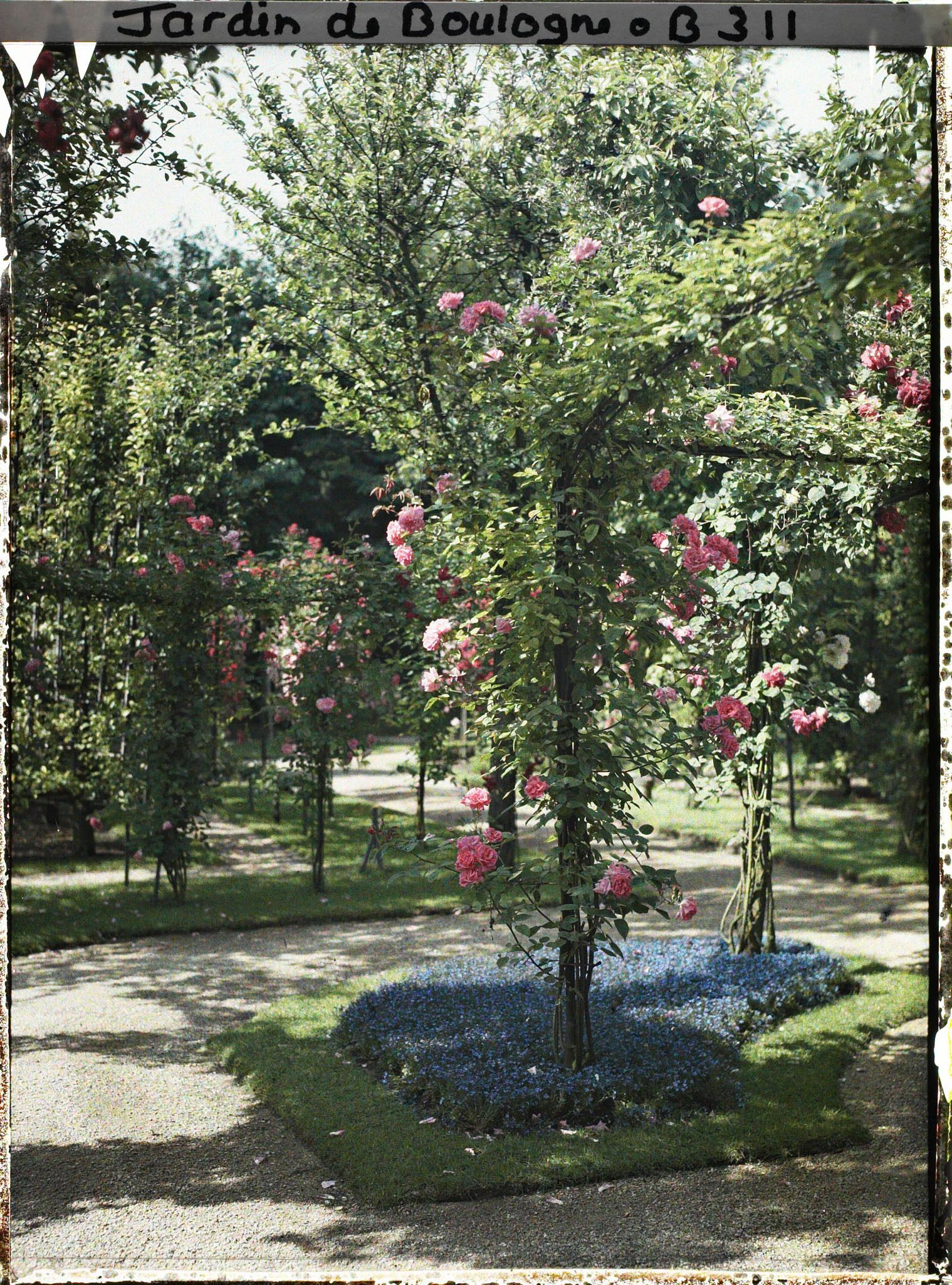 Image représentant Parterre fleuri du verger-roseraie, situé au sud-est du rond-point proche du jardin français